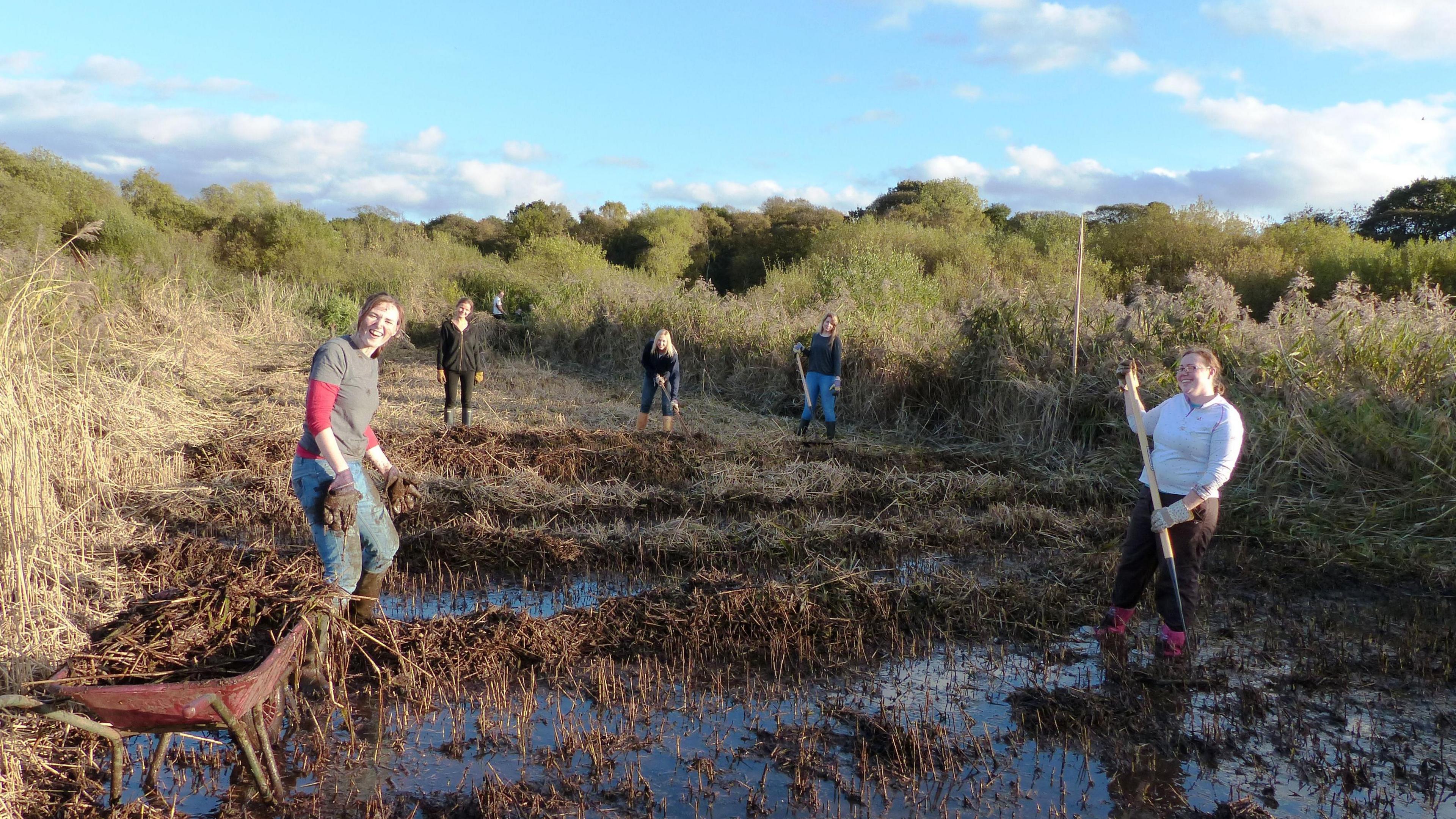 Five volunteers are standing in a waterlogged reed bed holding pitchforks. They have been working at clearing the area around them of reeds and a wheelbarrow is full of detritus.