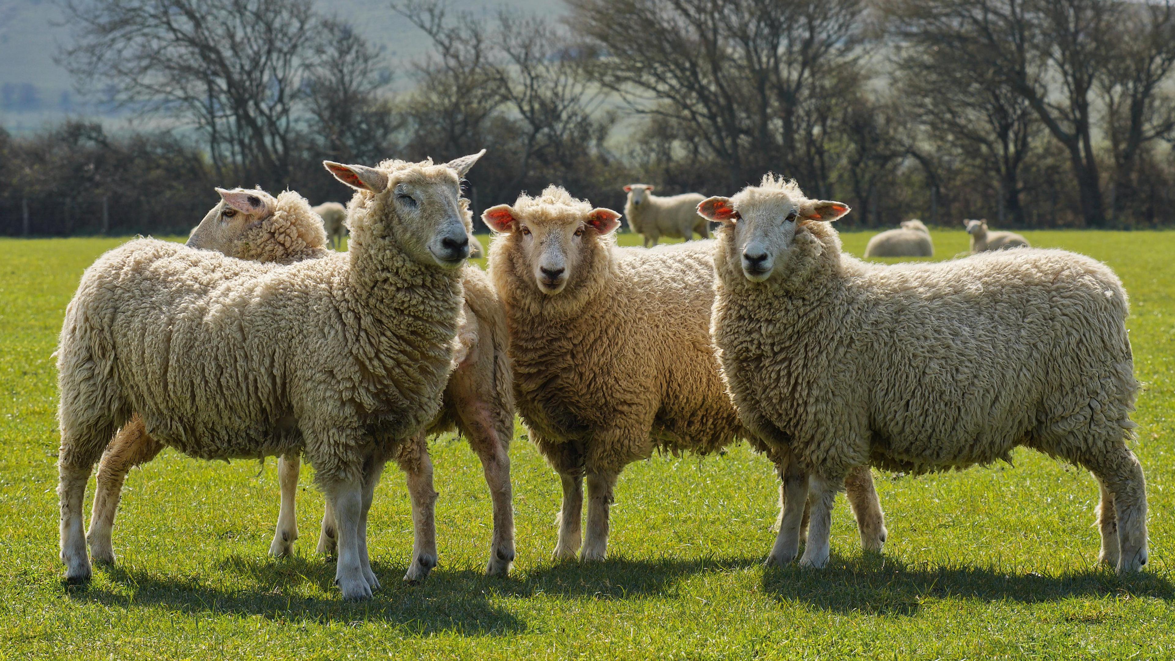Four sheep stand in the foreground, they are in a grassy field and the sun is shining.