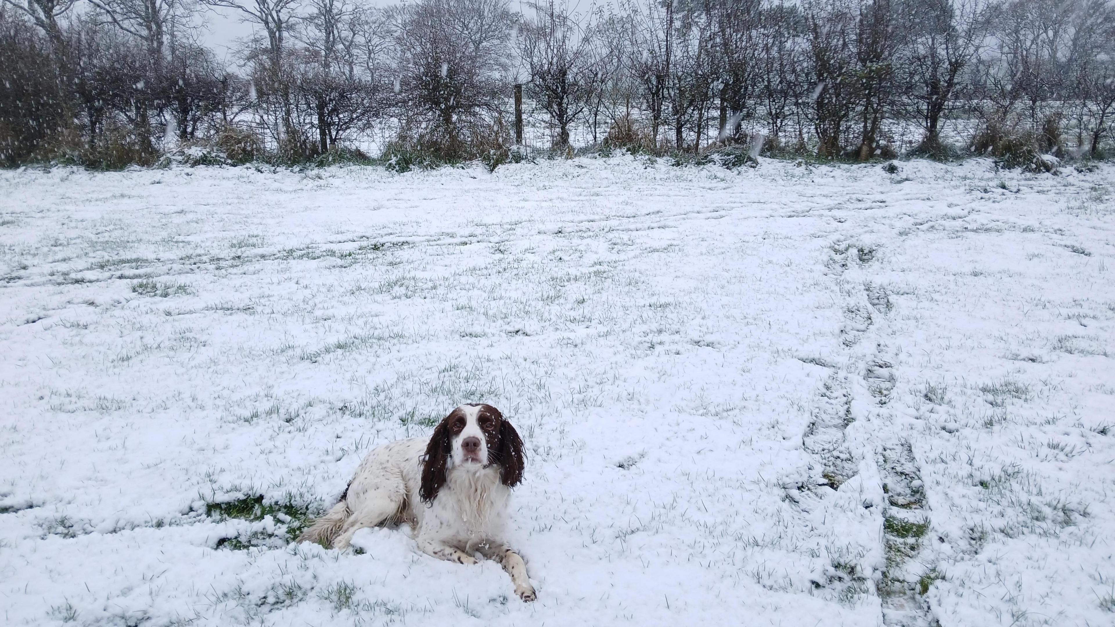 A dog sat on a snowy field, with trees in the background