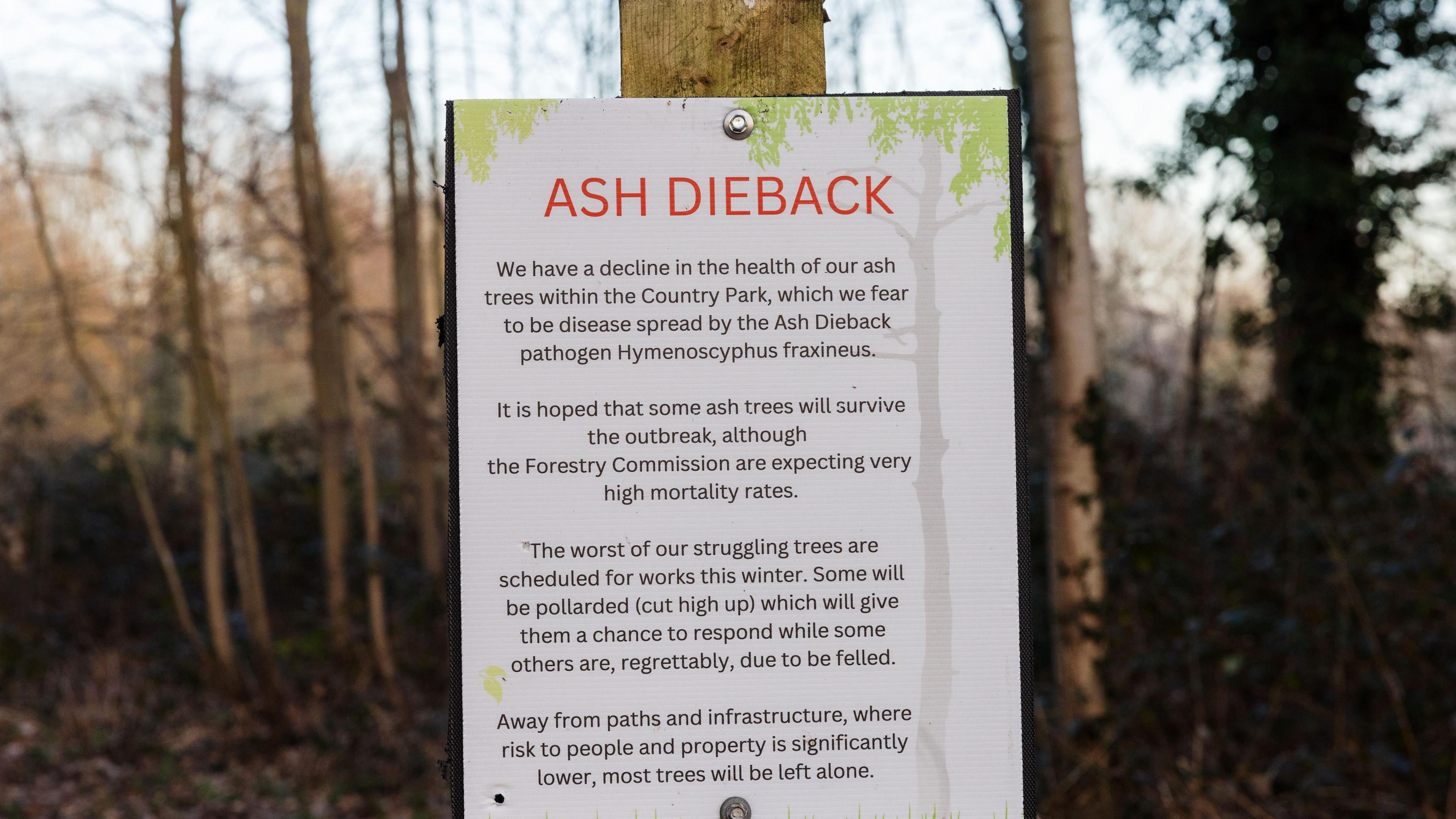 A poster attached to a tree which reads: "Ash dieback: We have a decline in the health of our ash trees within the country park, which we fear to be disease spread by the ash dieback pathogen hymenoscyphus fraxineus. It is hoped that some ash trees will survive the outbreak, although the Forestry Commission are expecting very high mortality rates. The worst of our struggling trees are scheduled for works this winter. Some will be pollarded (cut high up) which will give them a chance to respond while some others are, regrettably, due to be felled. Away from paths and infrastructure, where risk of people and property is significantly lower, most trees will be left alone."