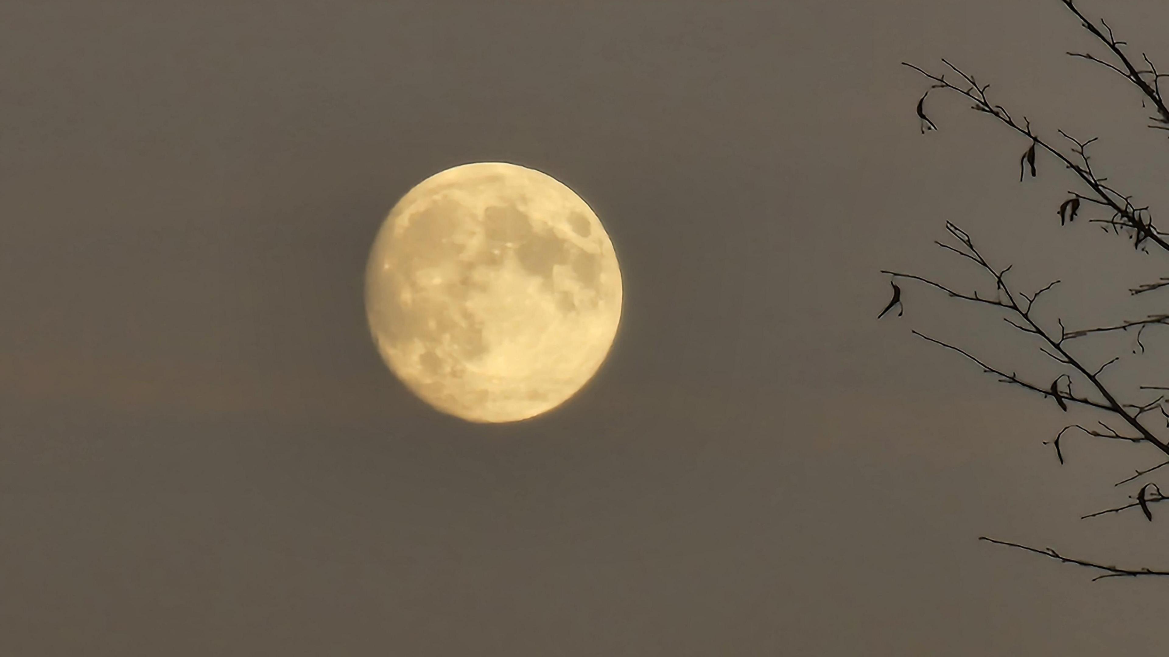 A supermoon with a yellow glow pictured in the sky with tree branches on the right.