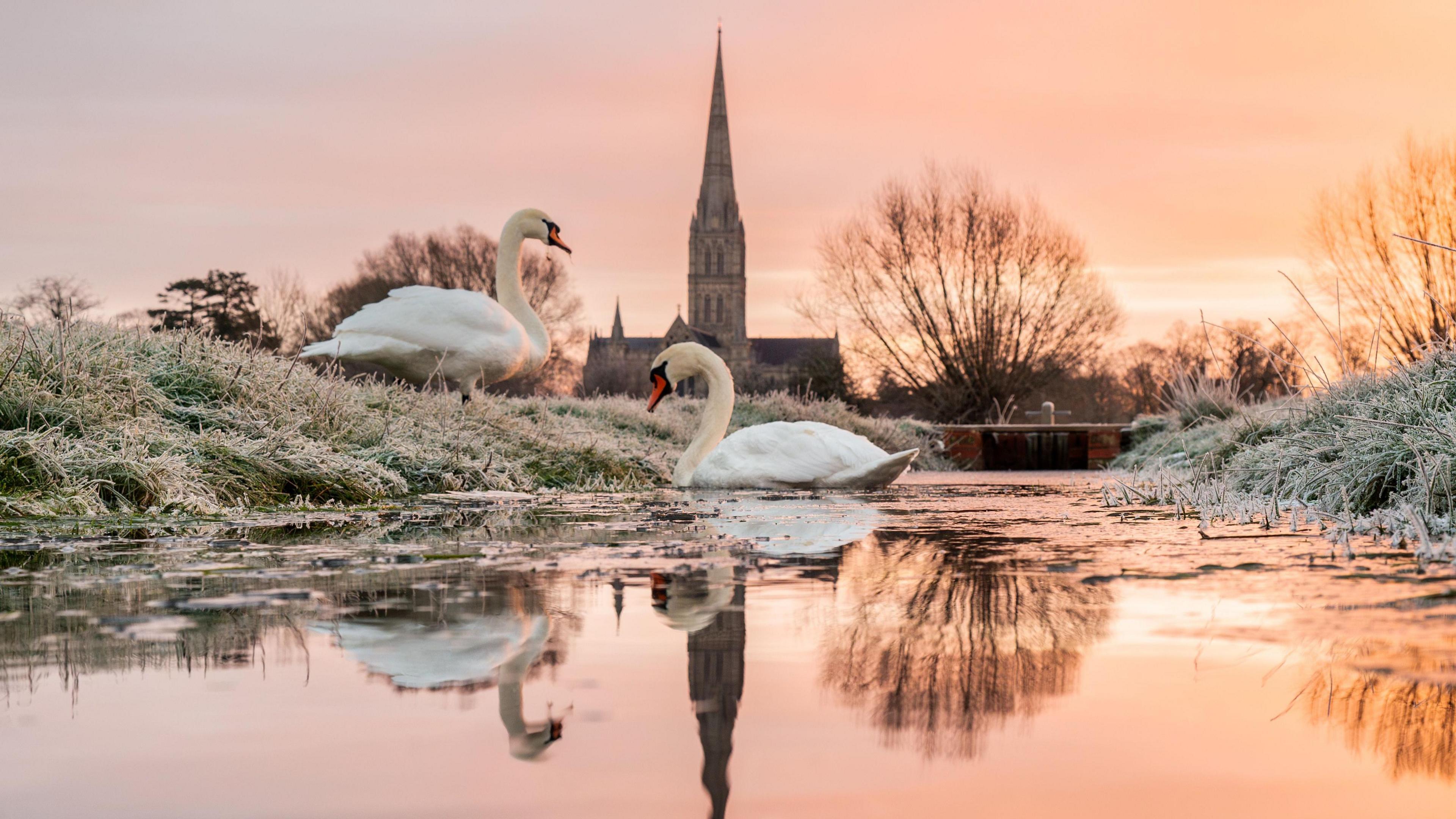 Two swans, one on a grass riverbank and one in the water, as the sun rises. The ground is very frosty and the water partially frozen. The sky is orange and Salisbury Cathedral can be seen in the background, its spire reflecting in the water.