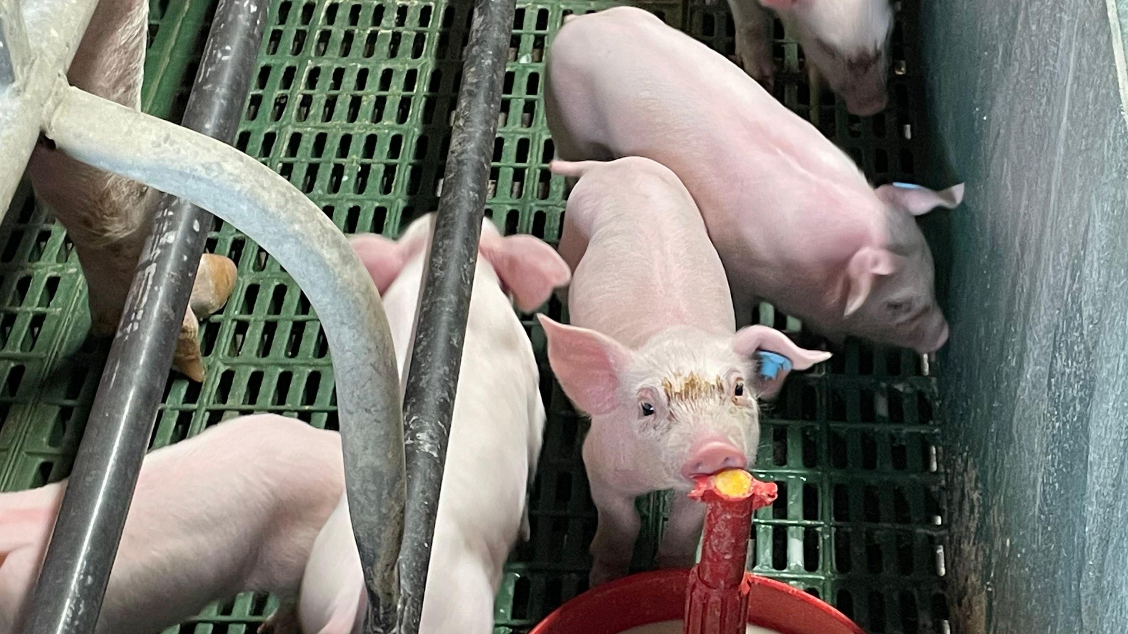 Four piglets are in a pen on a farm, one is looking at the camera as it drinks from equipment