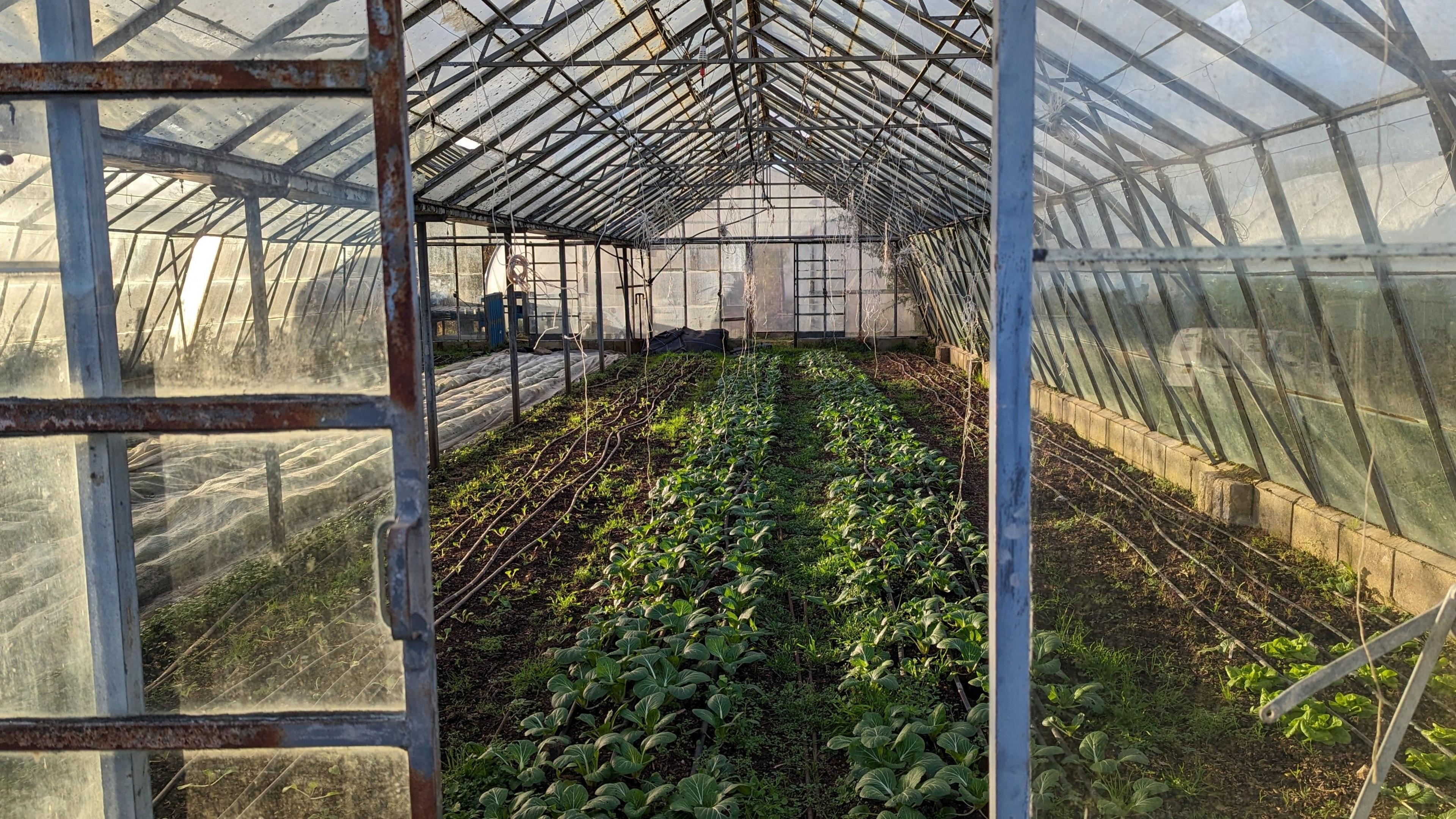 A greenhouse growing plants