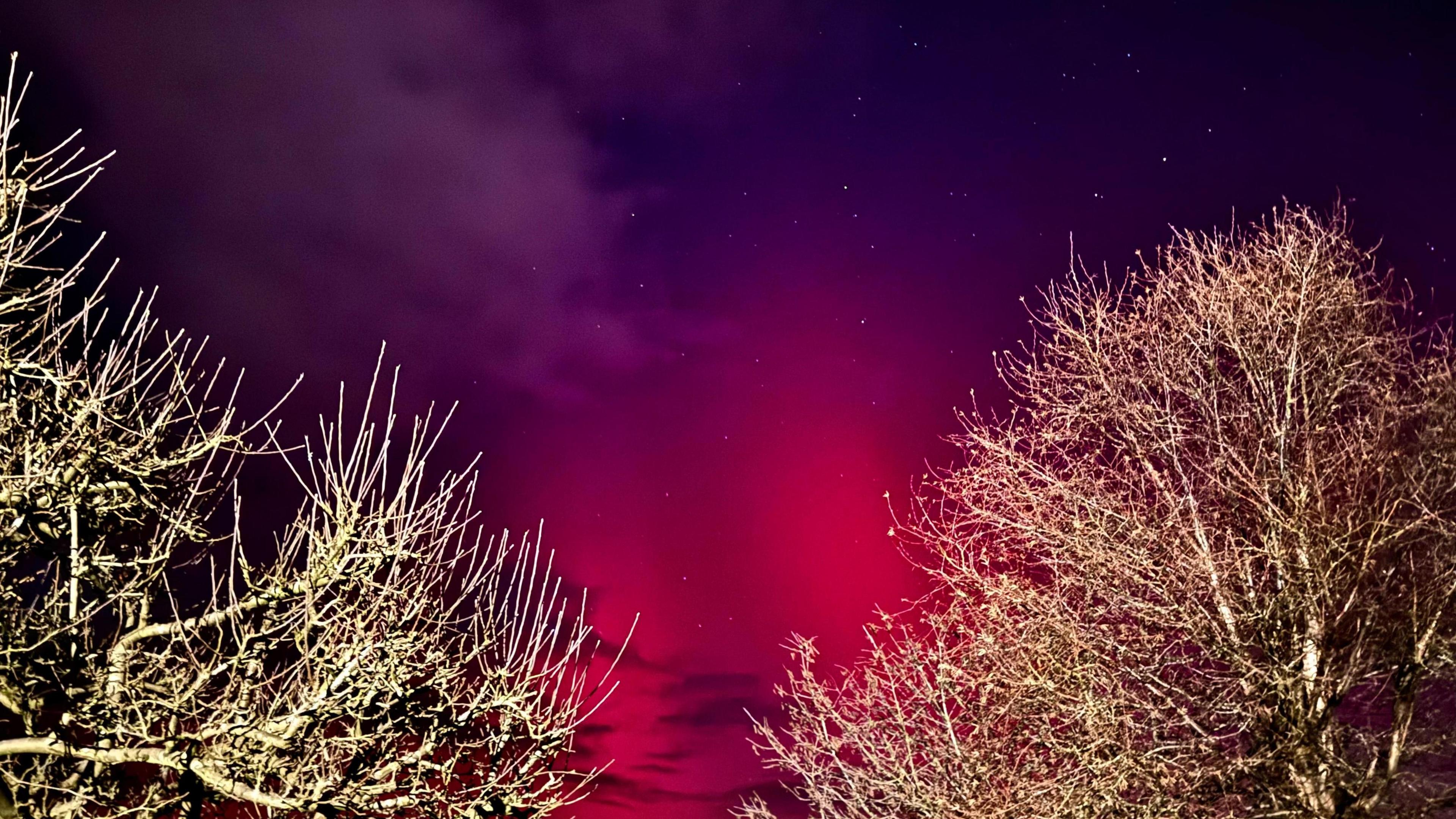 An evening sky with purple and pink hues and stars in between bare winter trees 