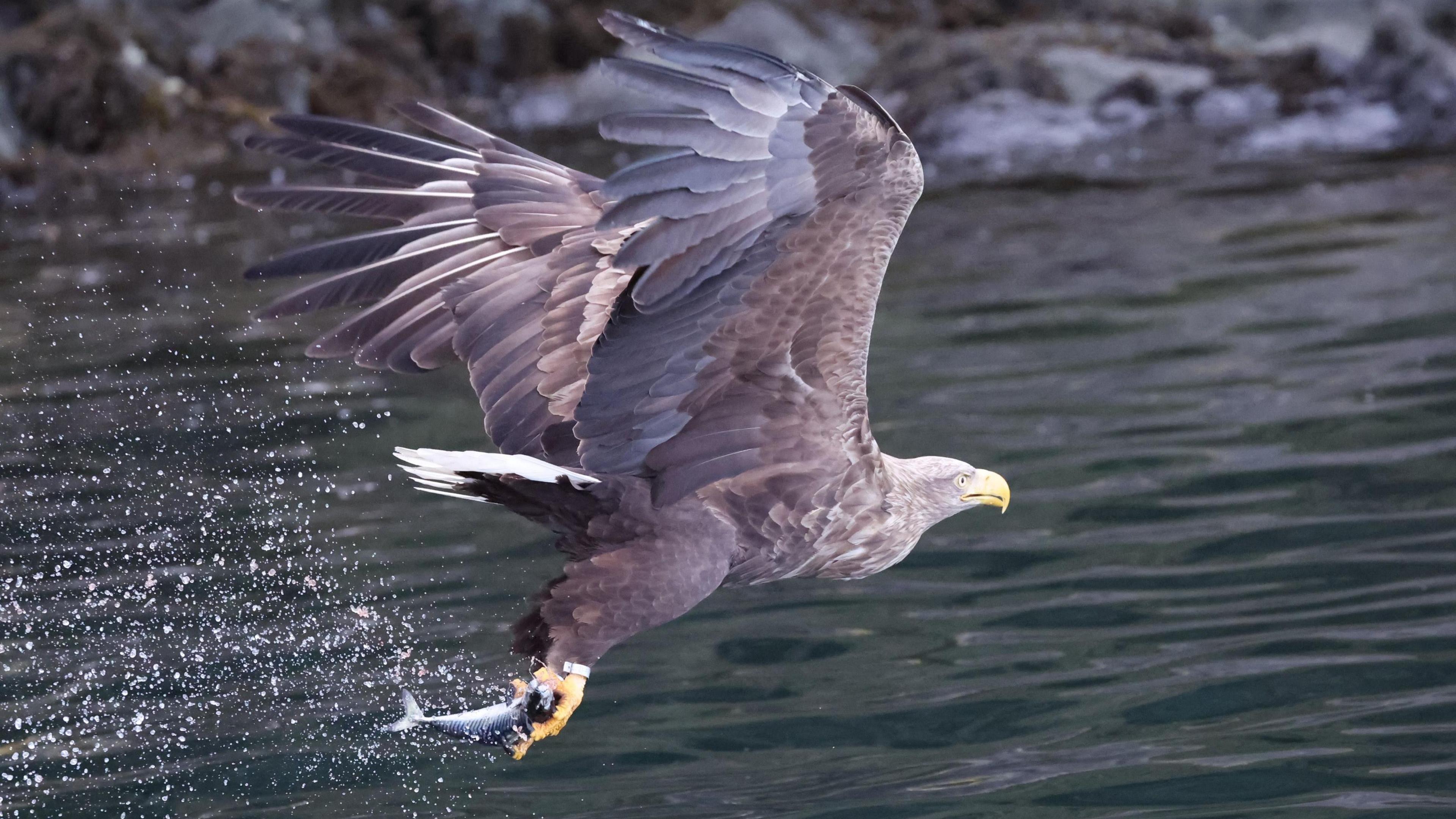 A white tailed sea eagle flying above the water. The water is a green-blue colour. The eagle is brown with its wings extended. It has a yellow beak and feet. It has a plume of white feathers at the back. It is carrying a small silver fish in its talons. 