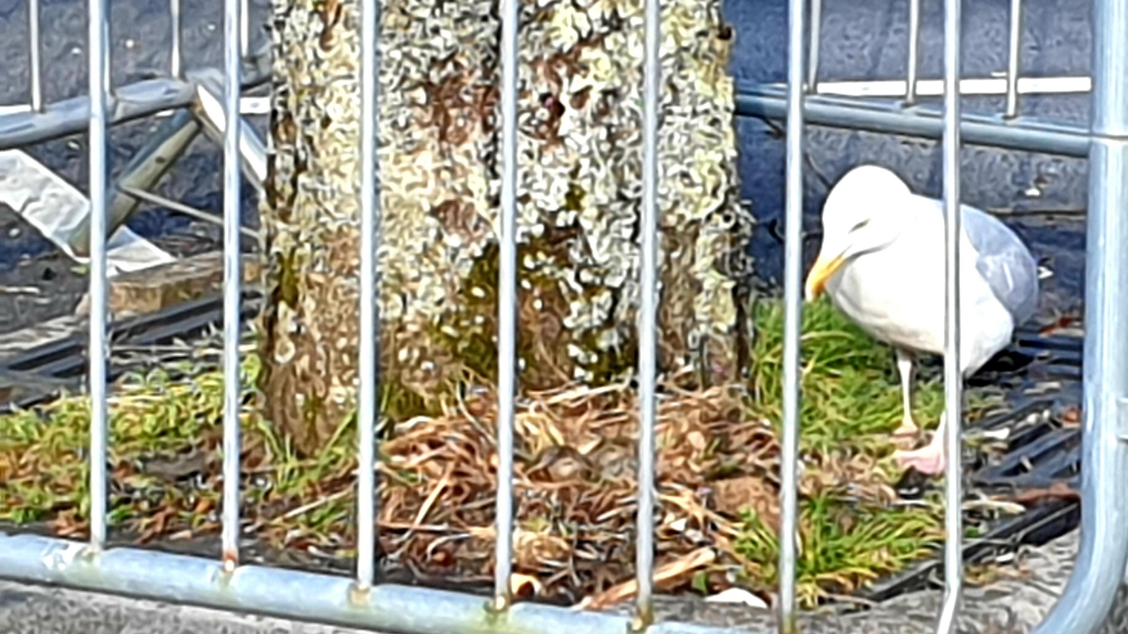 The mother gull in Morrison's car park