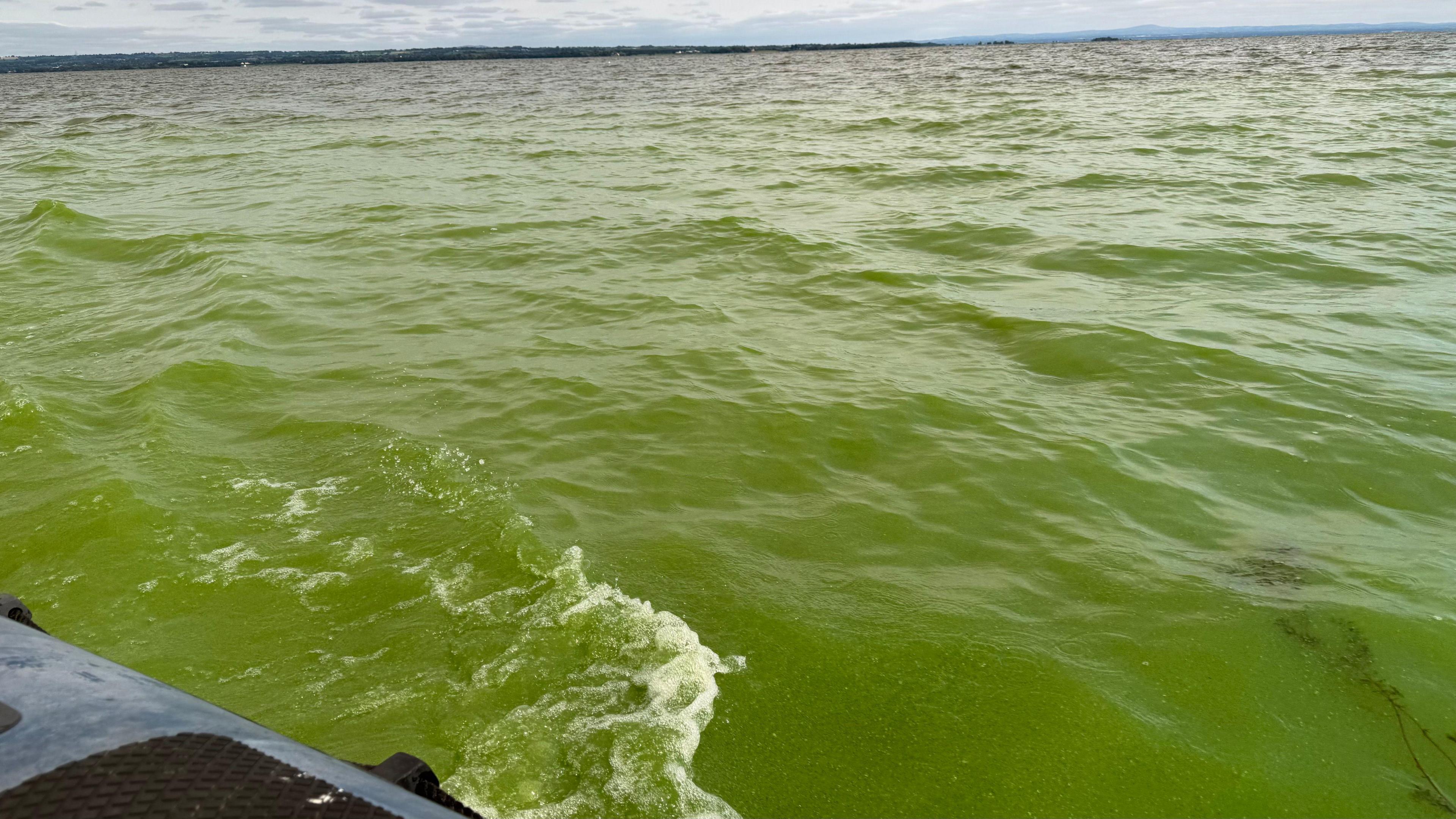 A wide shot taken from a boat of Lough Neagh's water. The water is green from the algae.