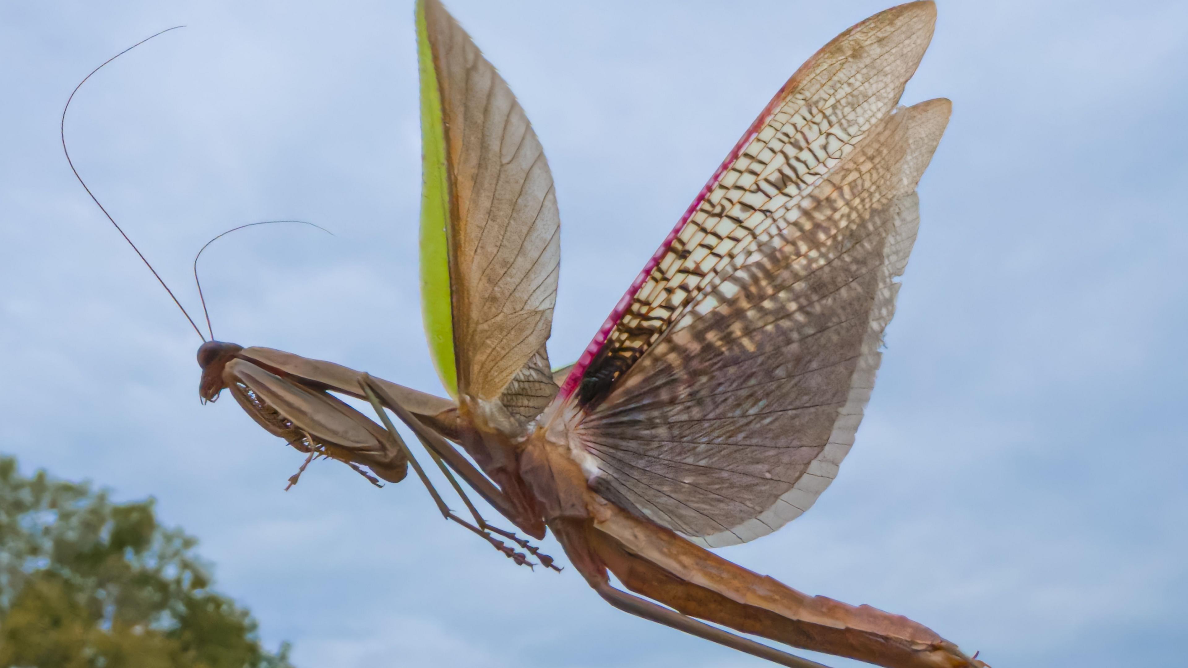 A close-up picture of a praying mantis hovering in the air. It has big eyes, long antennae and a long, thin, copper coloured body with big shiny wings.