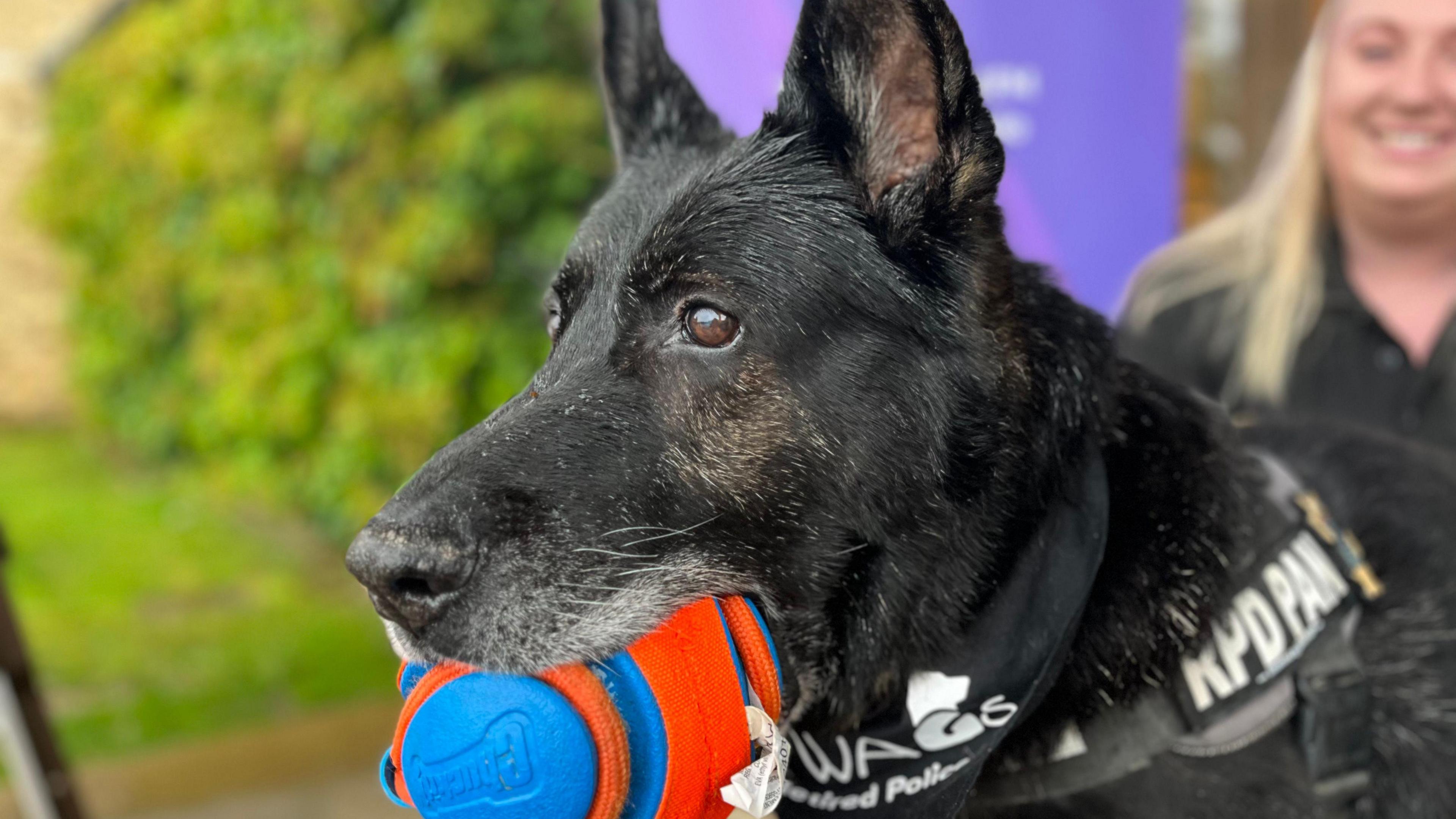 A close-up of the face of a German shepherd dog holding a bright blue and orange ball