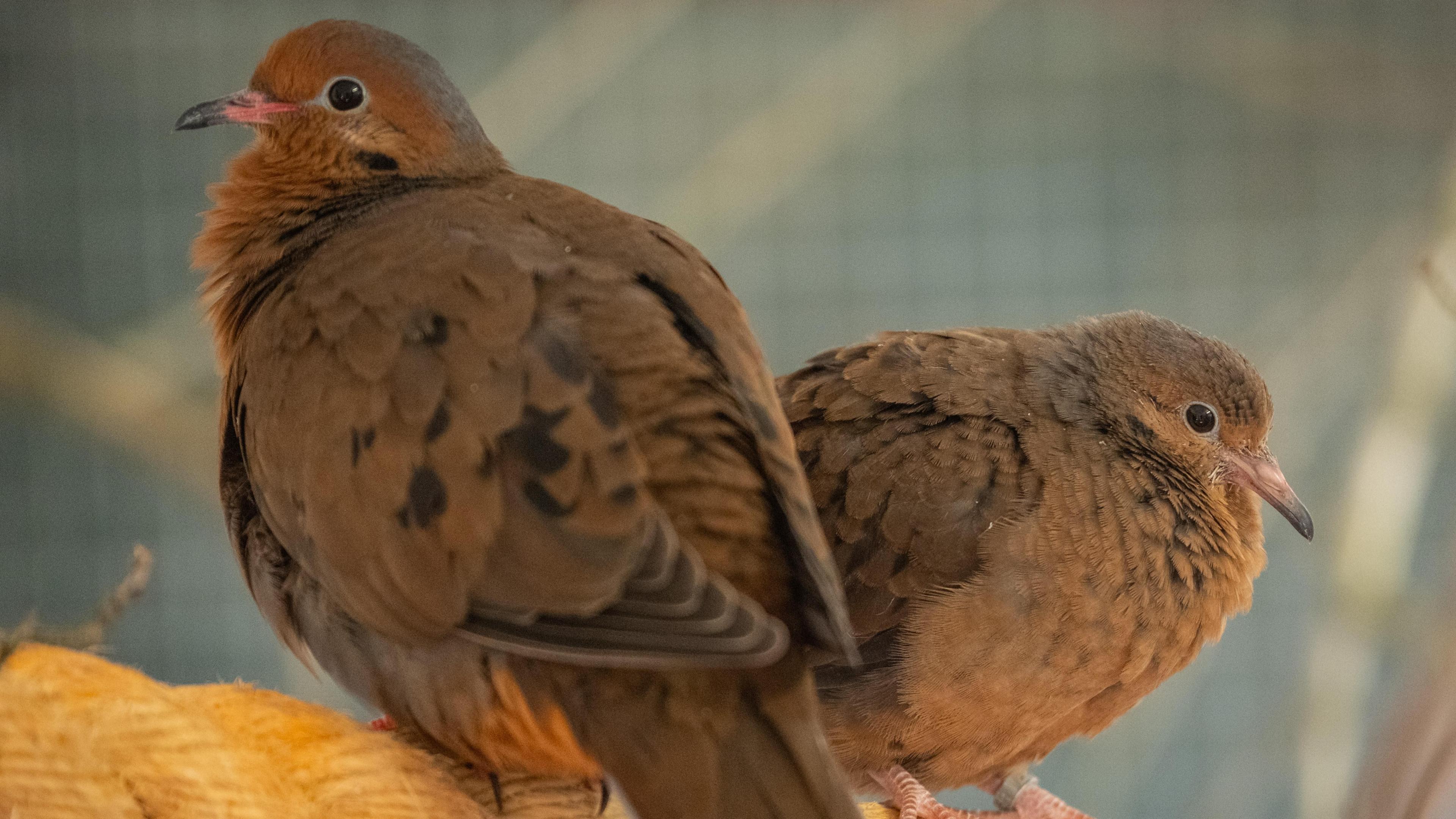 Two brown coloured doves perched on a piece of rope. The larger one is facing left and the smaller chick is facing the other way.