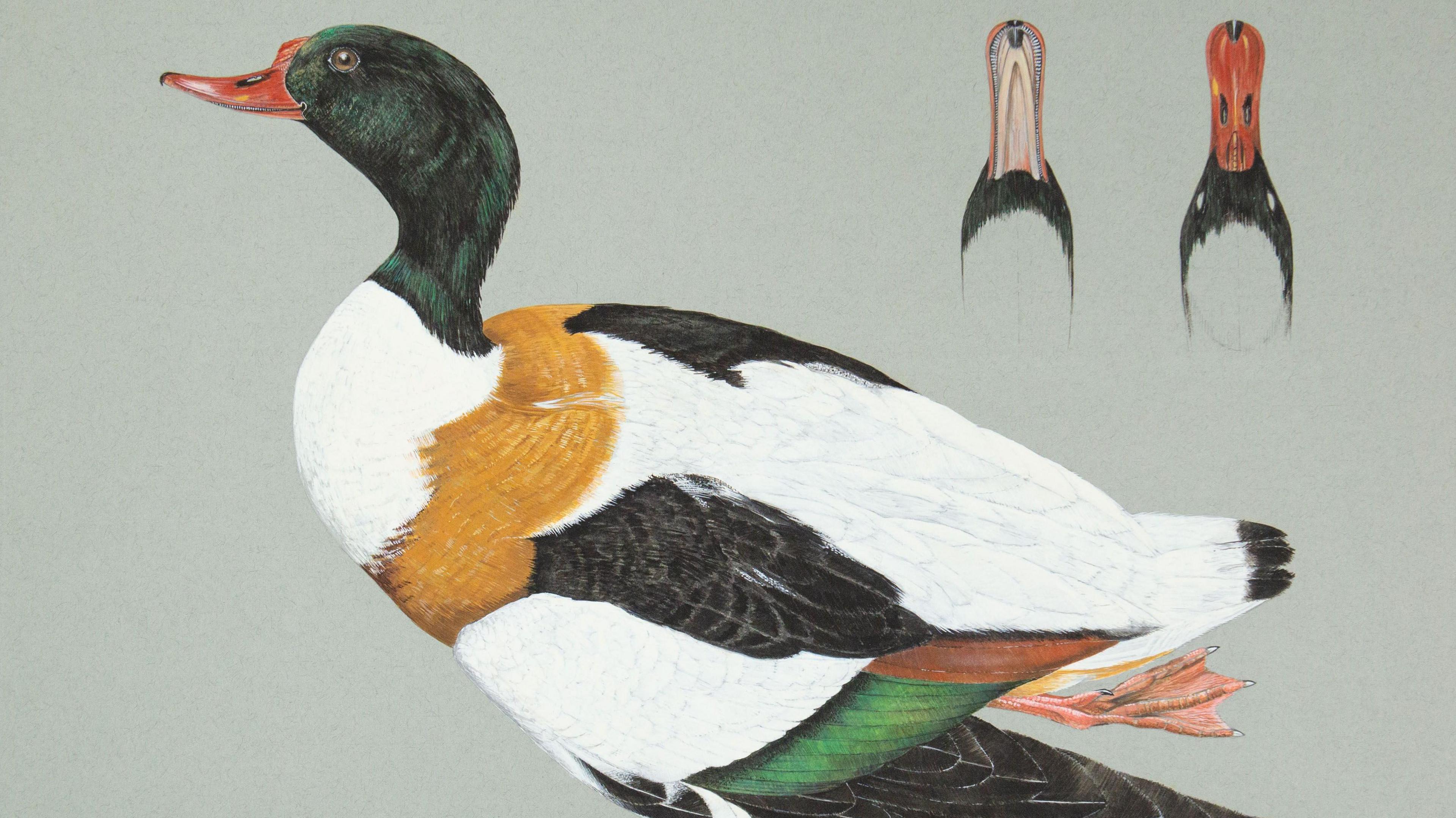 A painting of a shelduck in profile with two additional paintings of its beak in the top right hand corner. The duck has a red beak, green head and neck leading to a mostly white back with black and green on its wings and a brown ring around its chest. It has one orange foot visible.