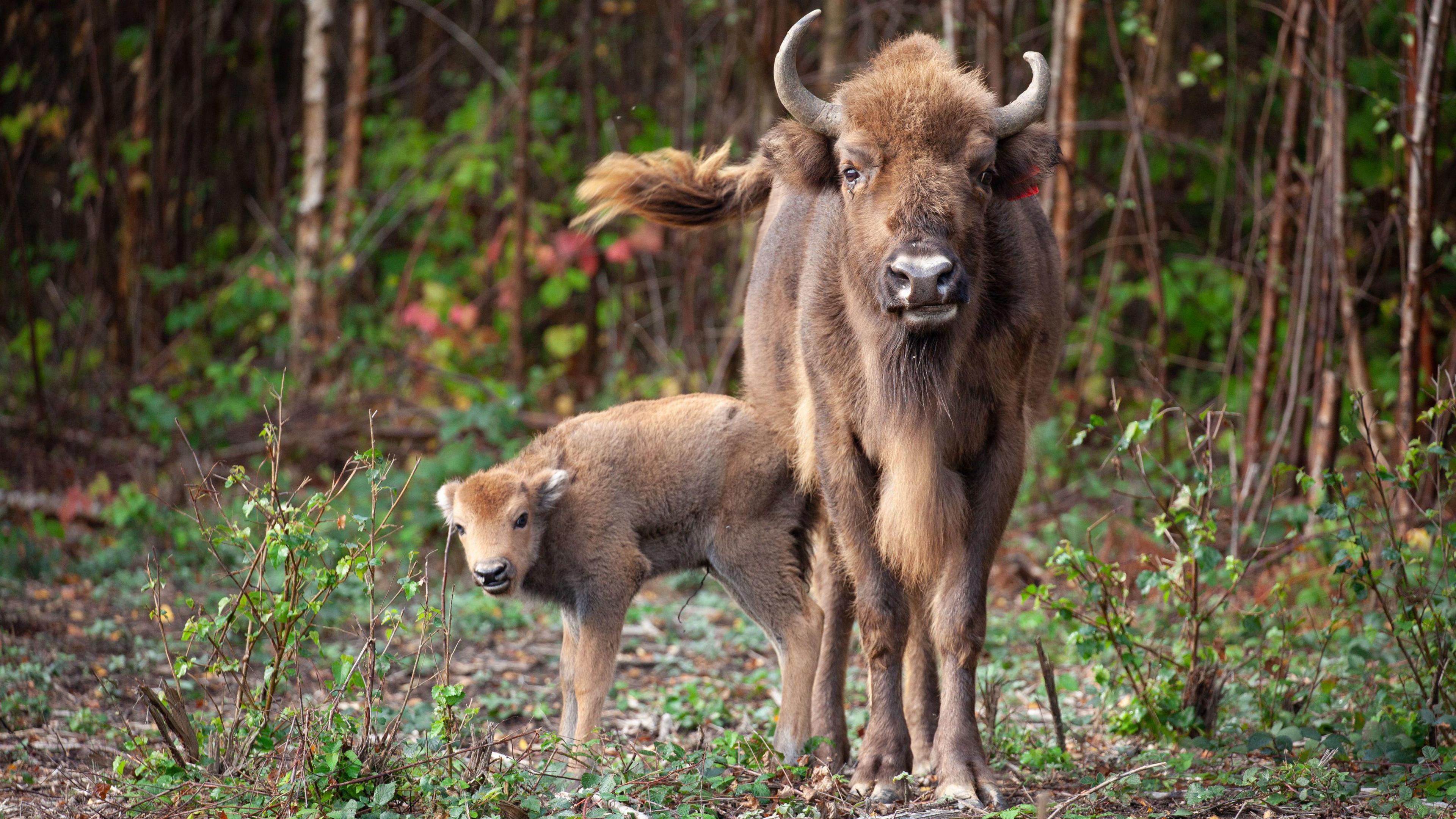 bison mother and calf in a wood.