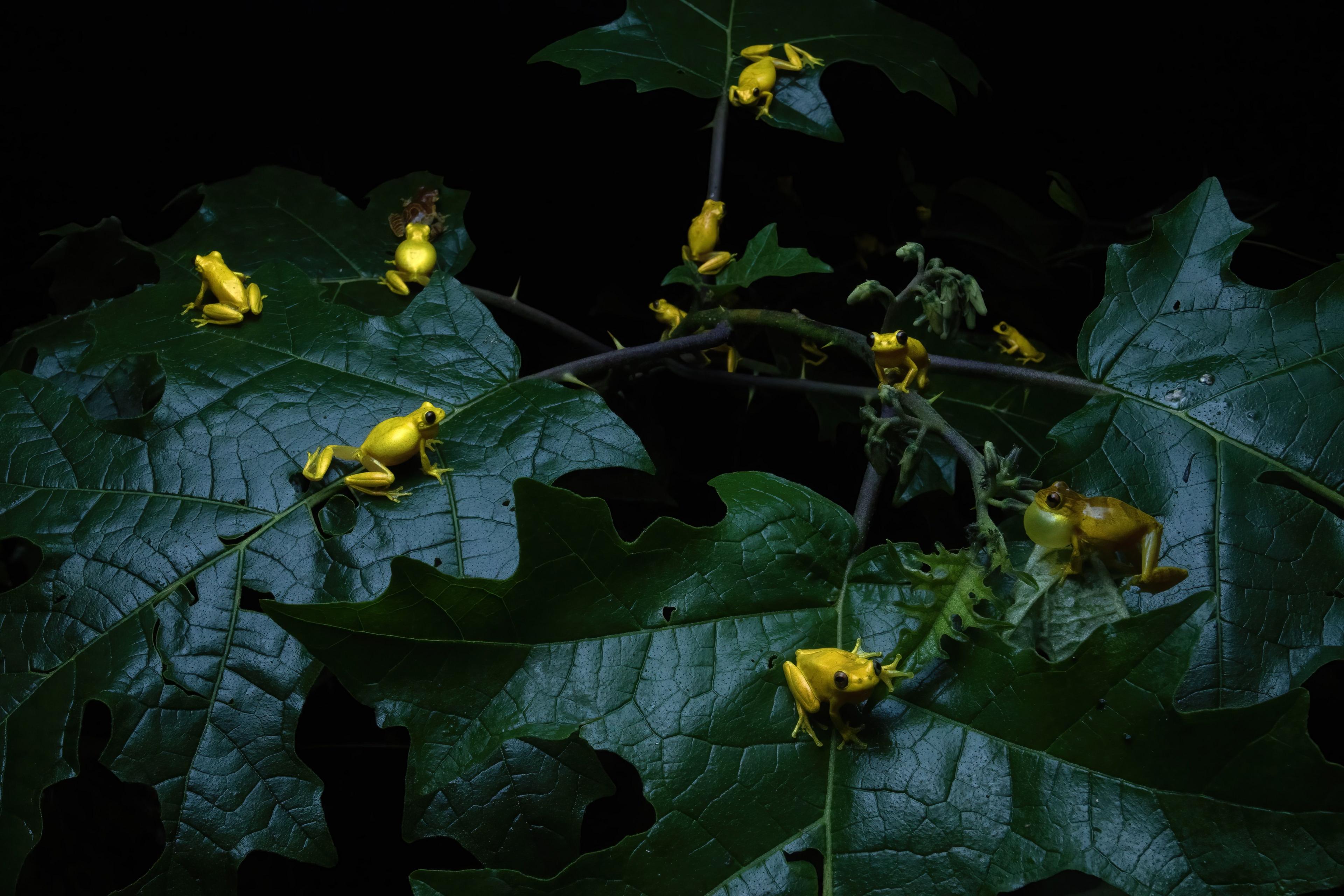 Lesser tree frogs gathered on broad dark green leaves at night, the background is pitch black.