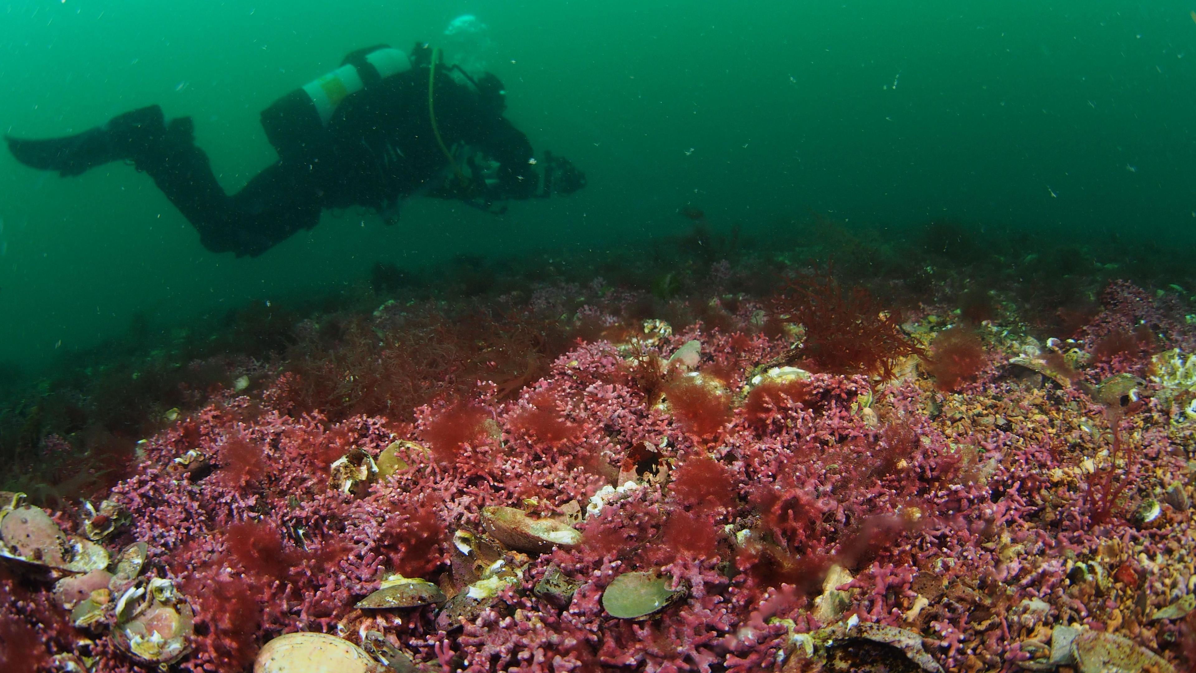 Diver over maerl seaweed on the seabed