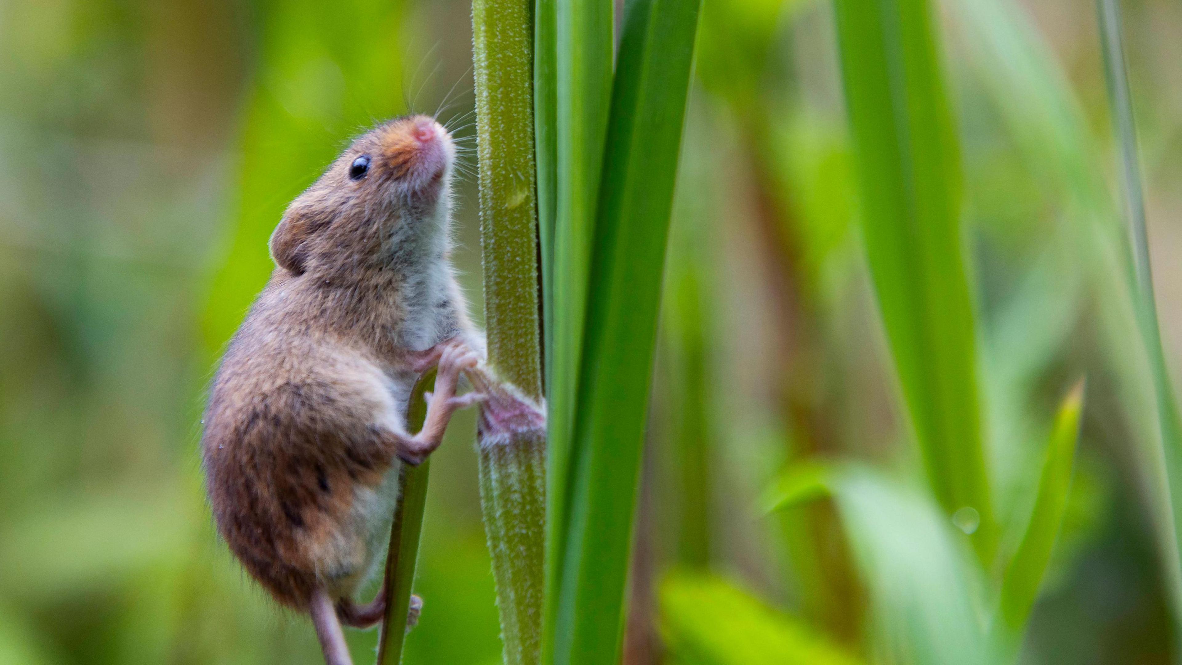 A close-up of a harvest mouse on the right climbing up a plant. The mouse is small and has brown fur. It is looking up and the plant is green.