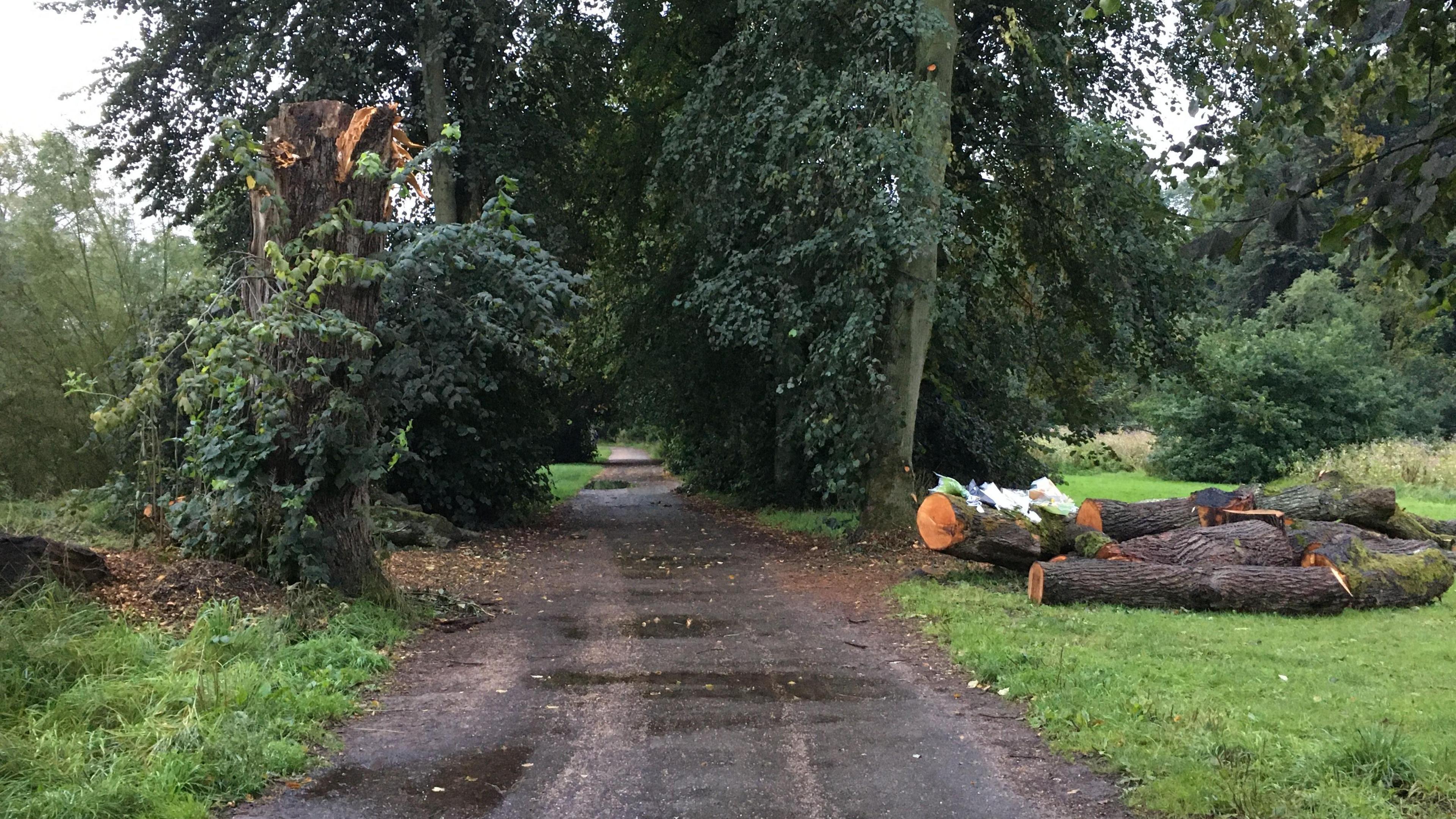 A view of the tree in Wilmslow's The Carrs, where Mr Hall had been walking when he was killed