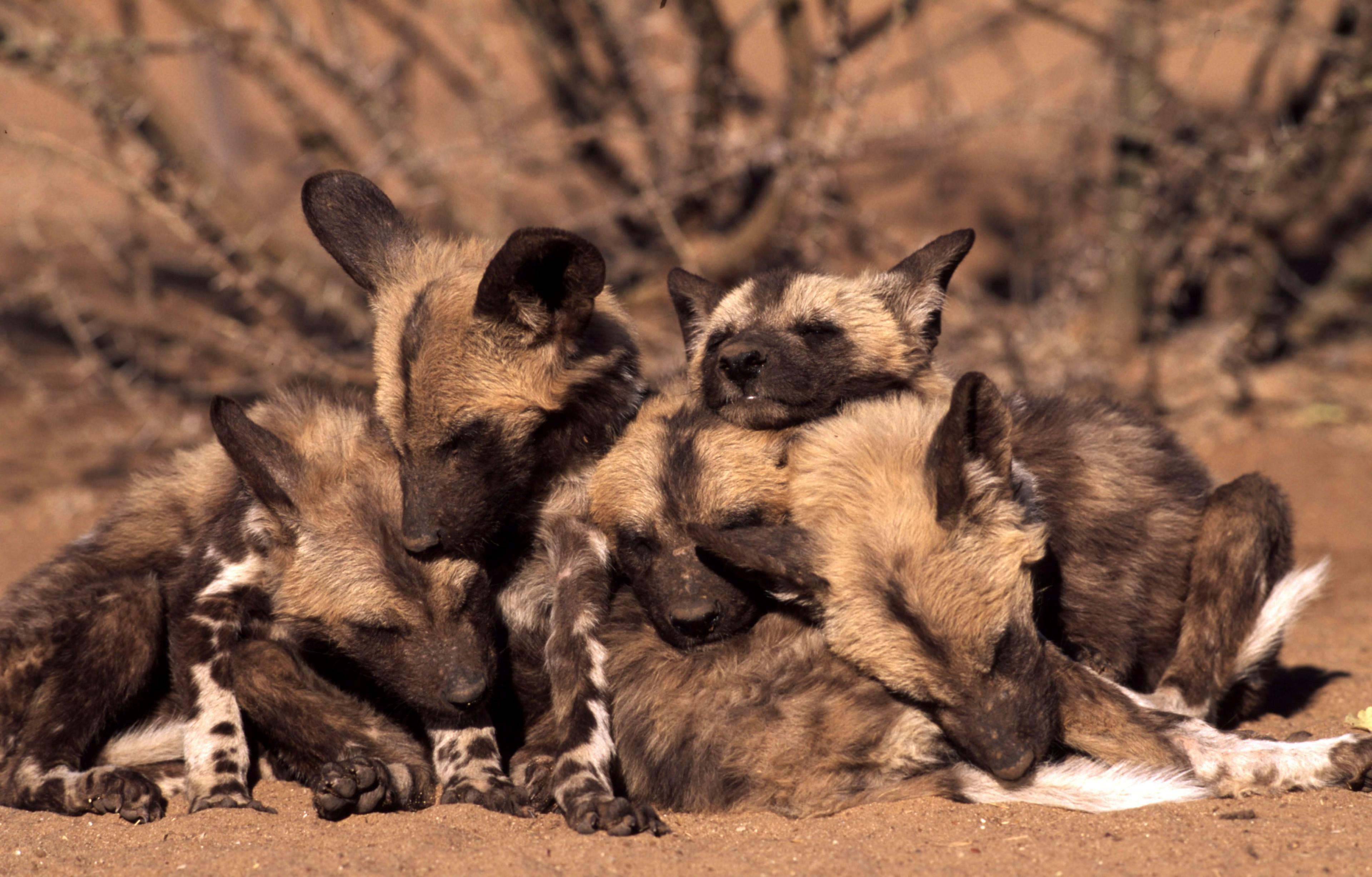 Lots of African wild dogs lying in a heap.