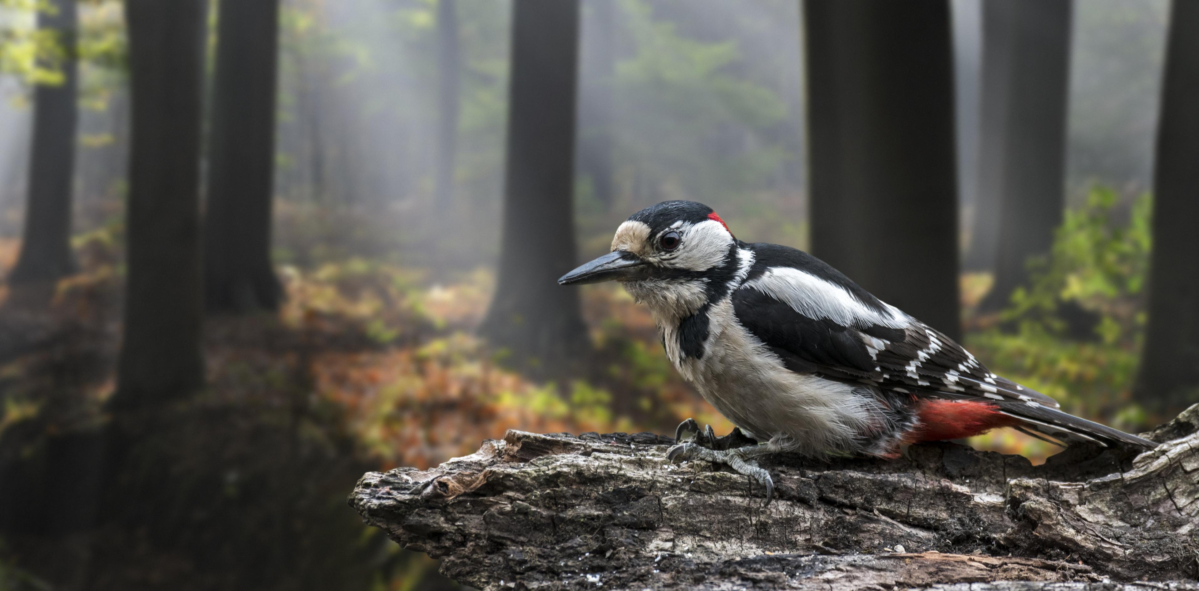 great-spotted-wood-pecker-sat-on-tree