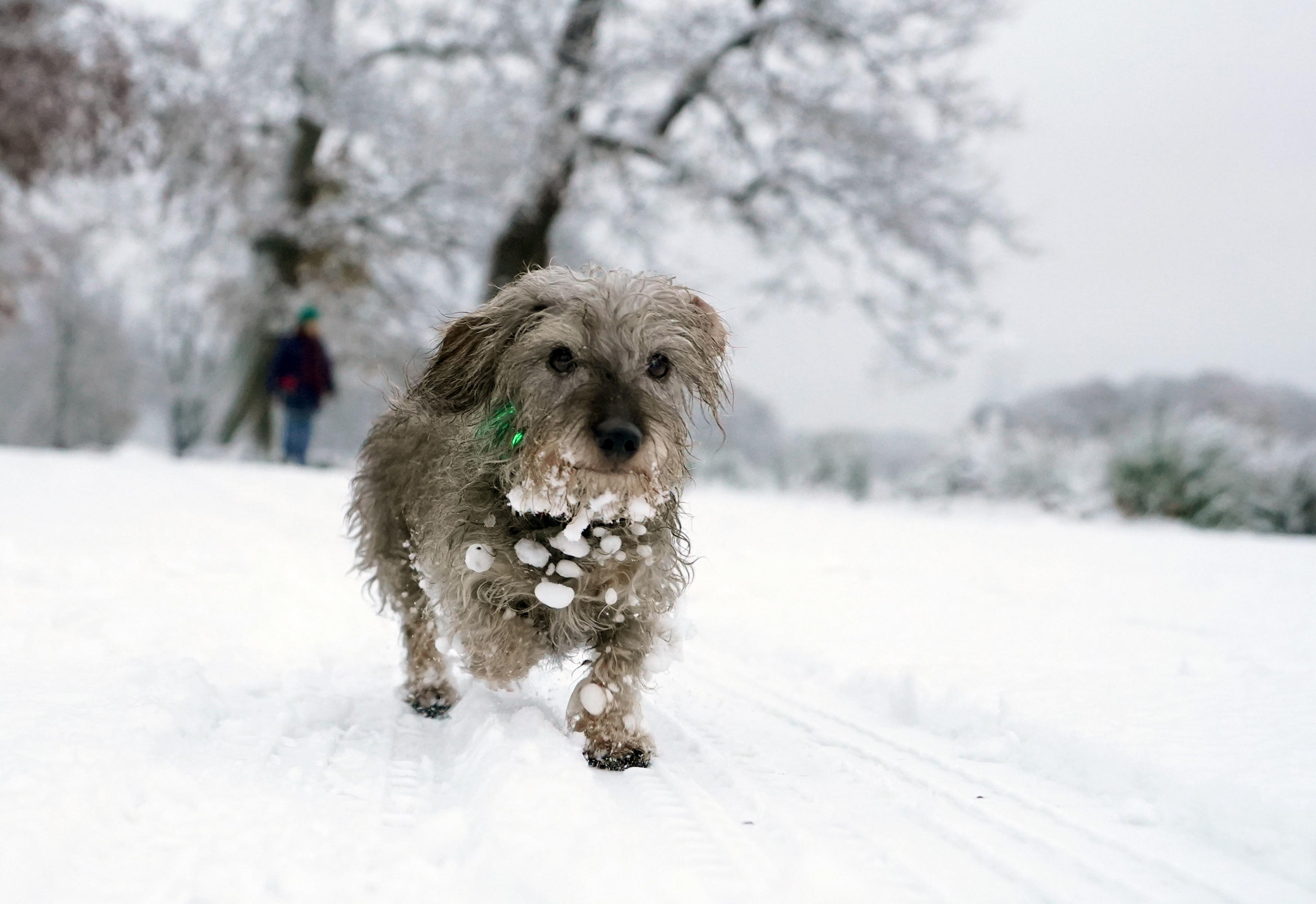 Dog in Richmond Park