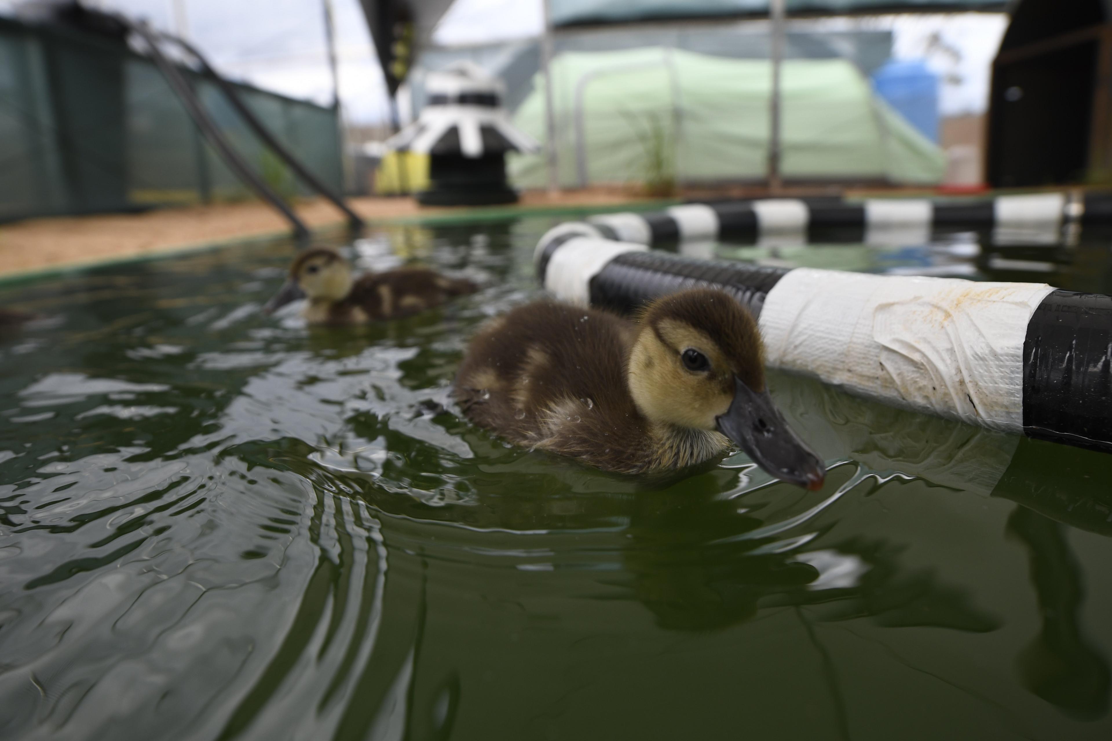 Duckling in lakeside aviary