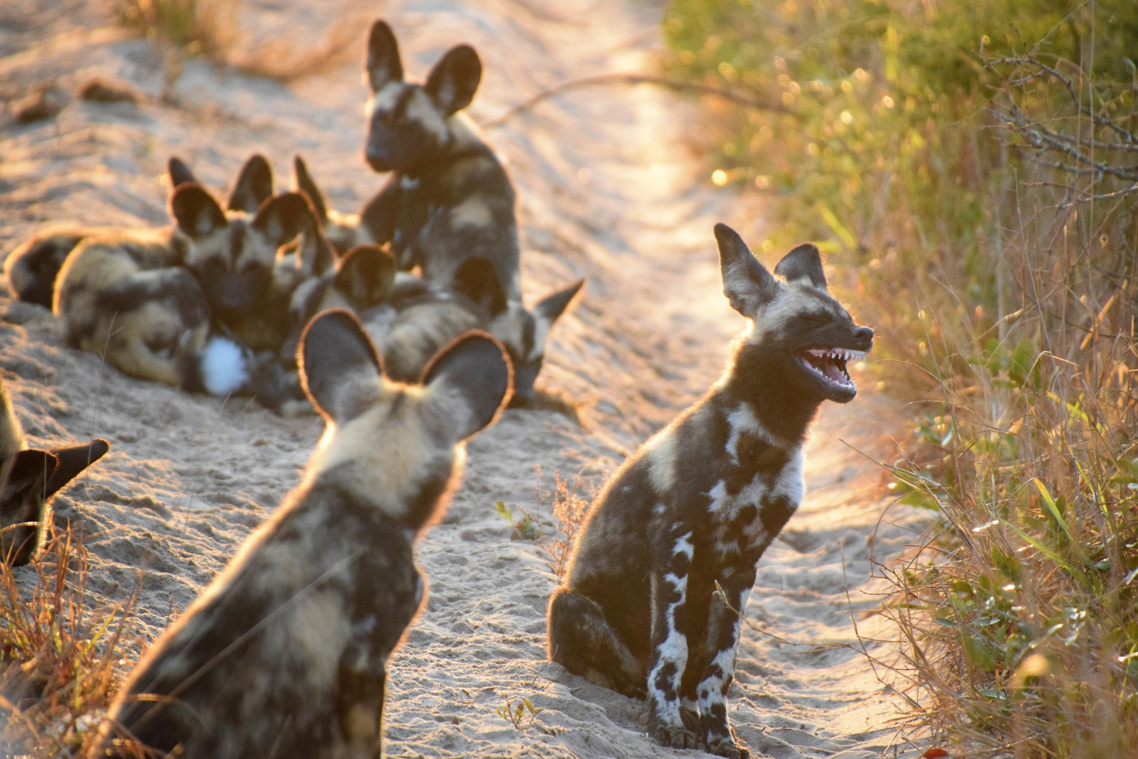 An African wild dog laughs next to its pack