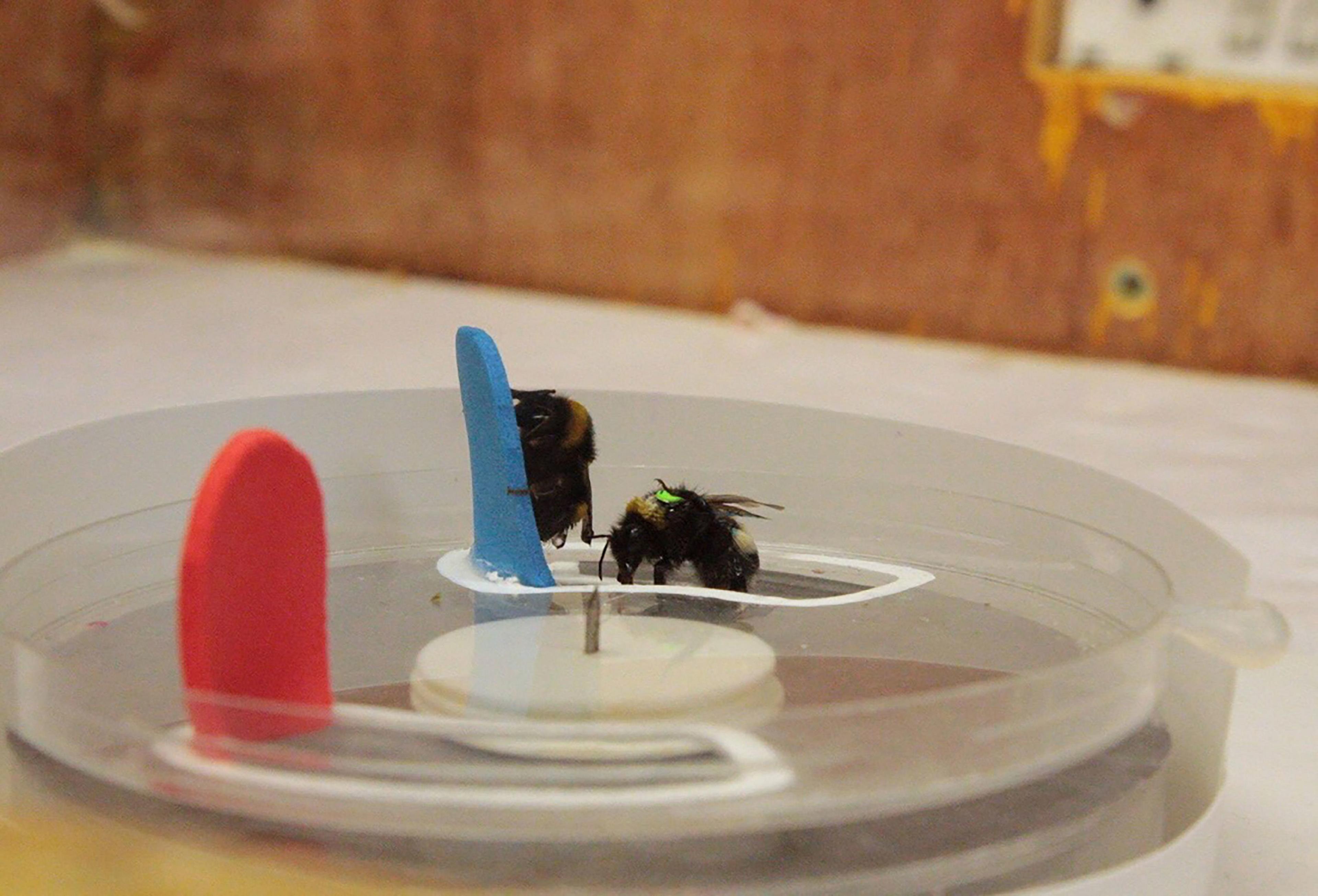bees-pushing-coloured-tabs.