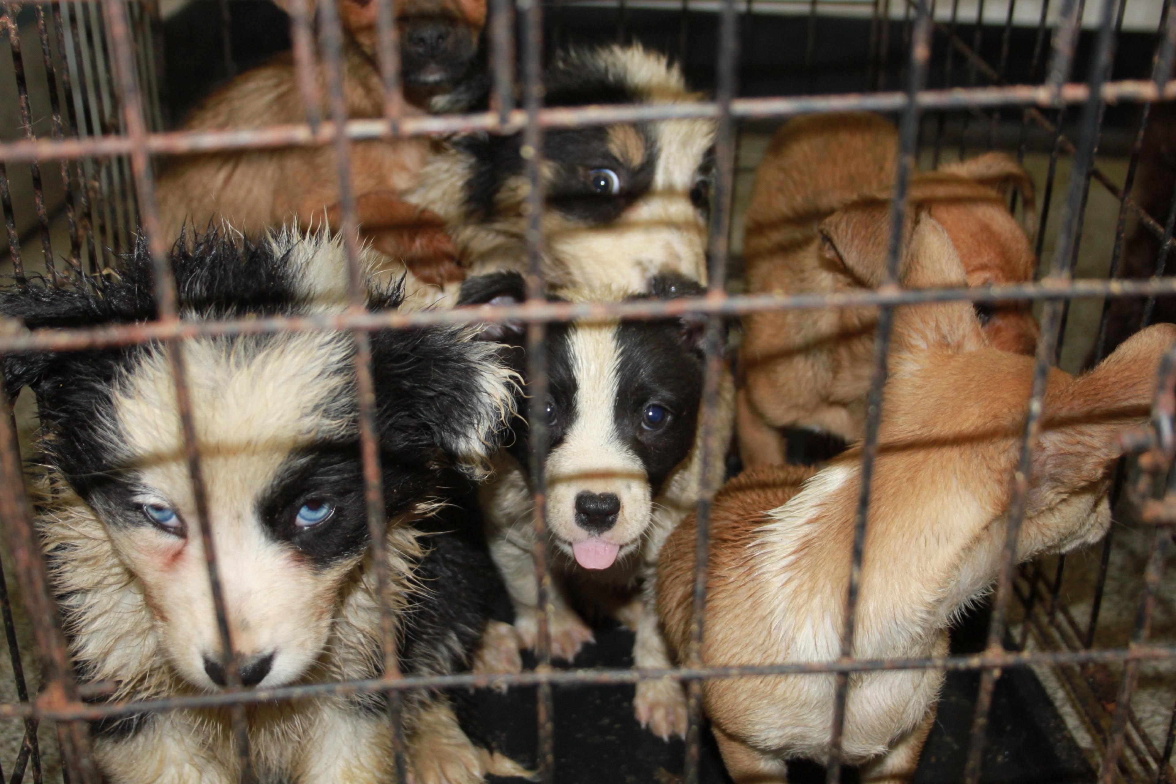 Rescued puppies