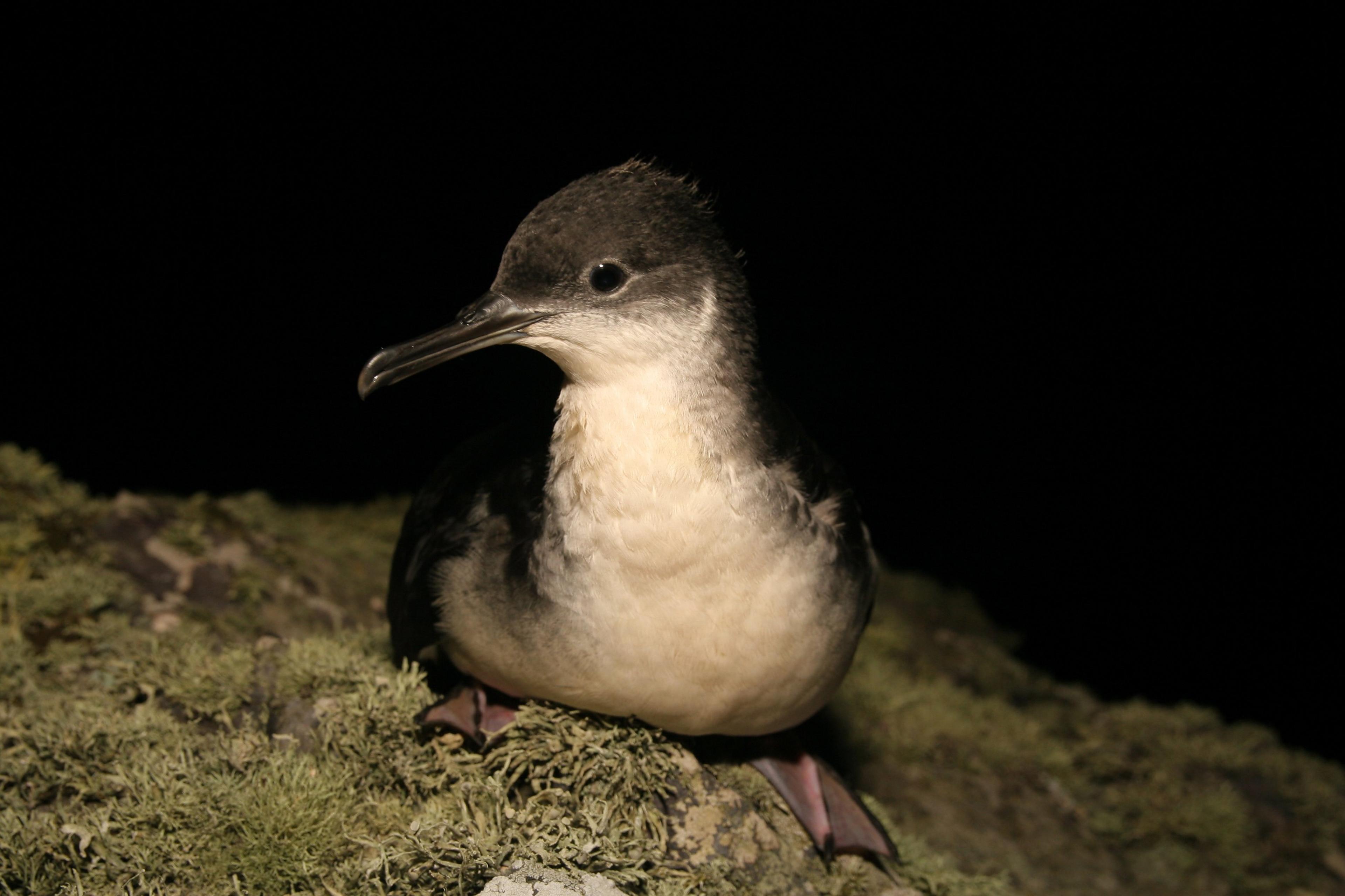 A Manx shearwater bird at night