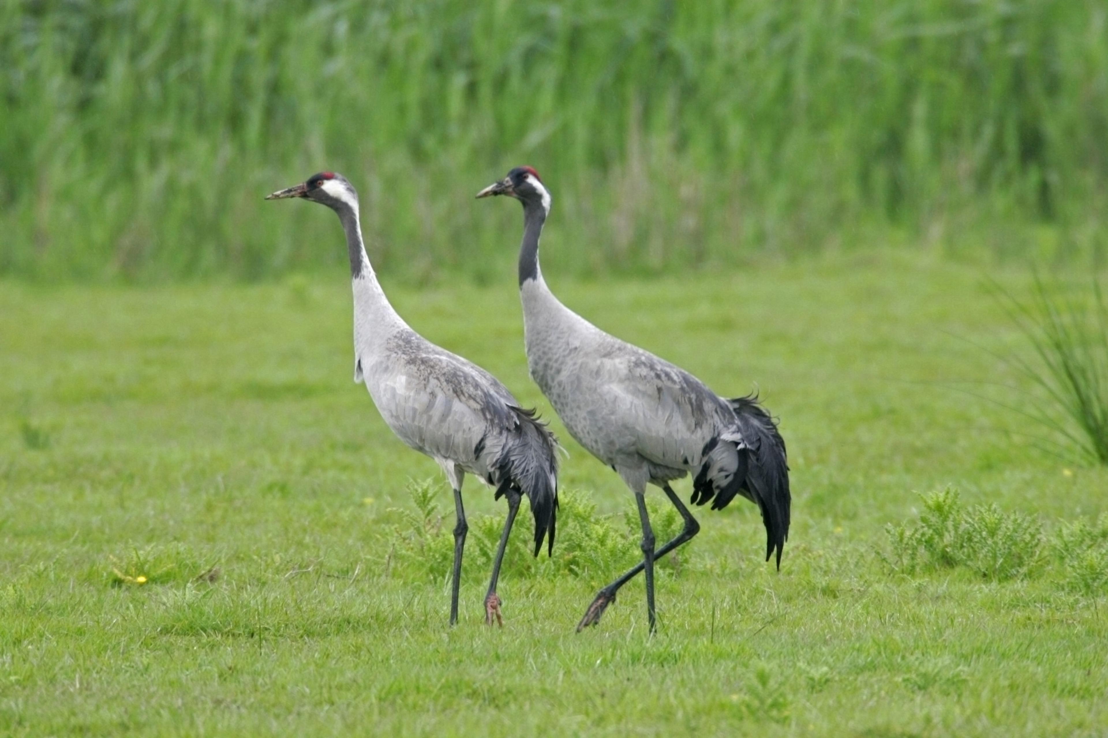 Common crane