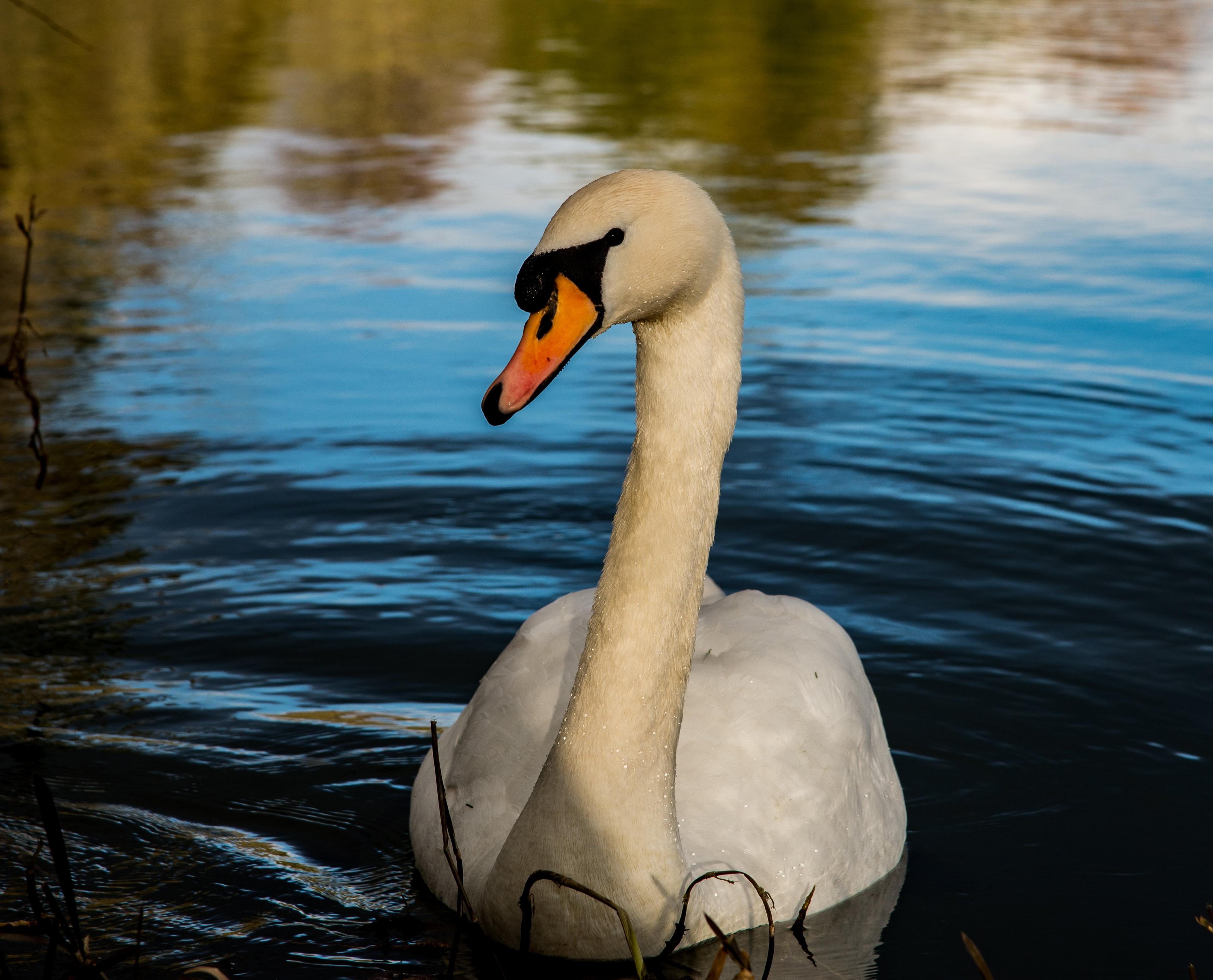 A mute swan on the Thames at Clifton Hampden