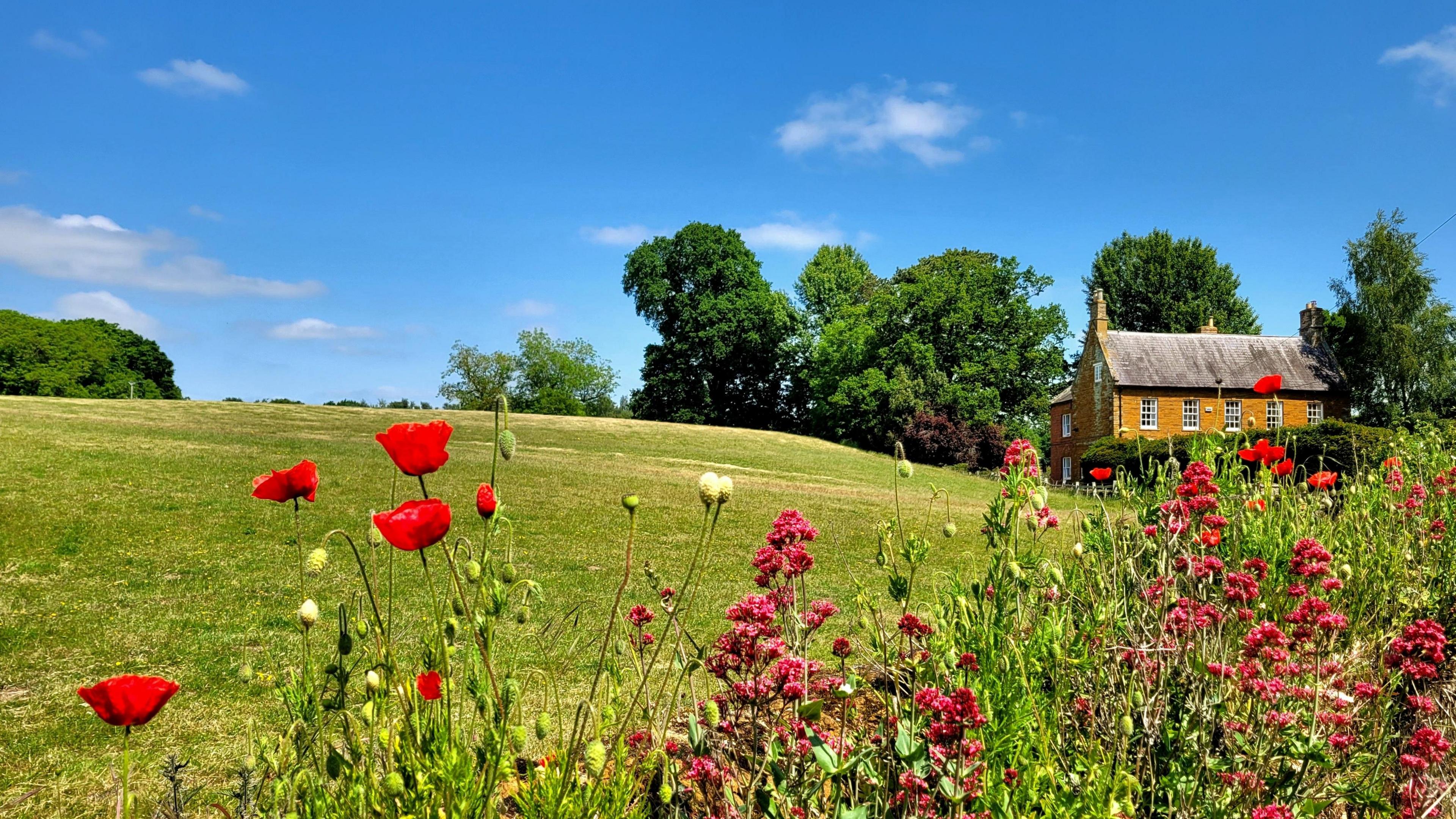 A blue sky over a field full of wildflowers