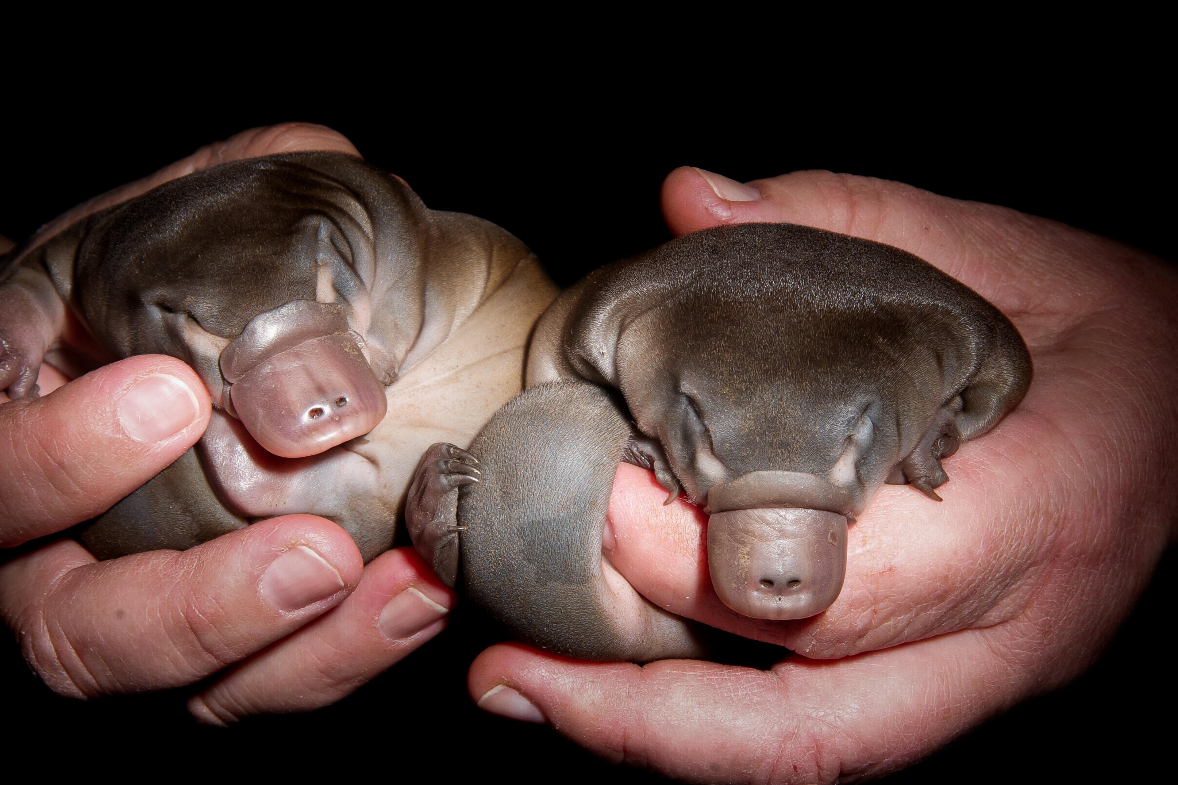 baby-platypuses