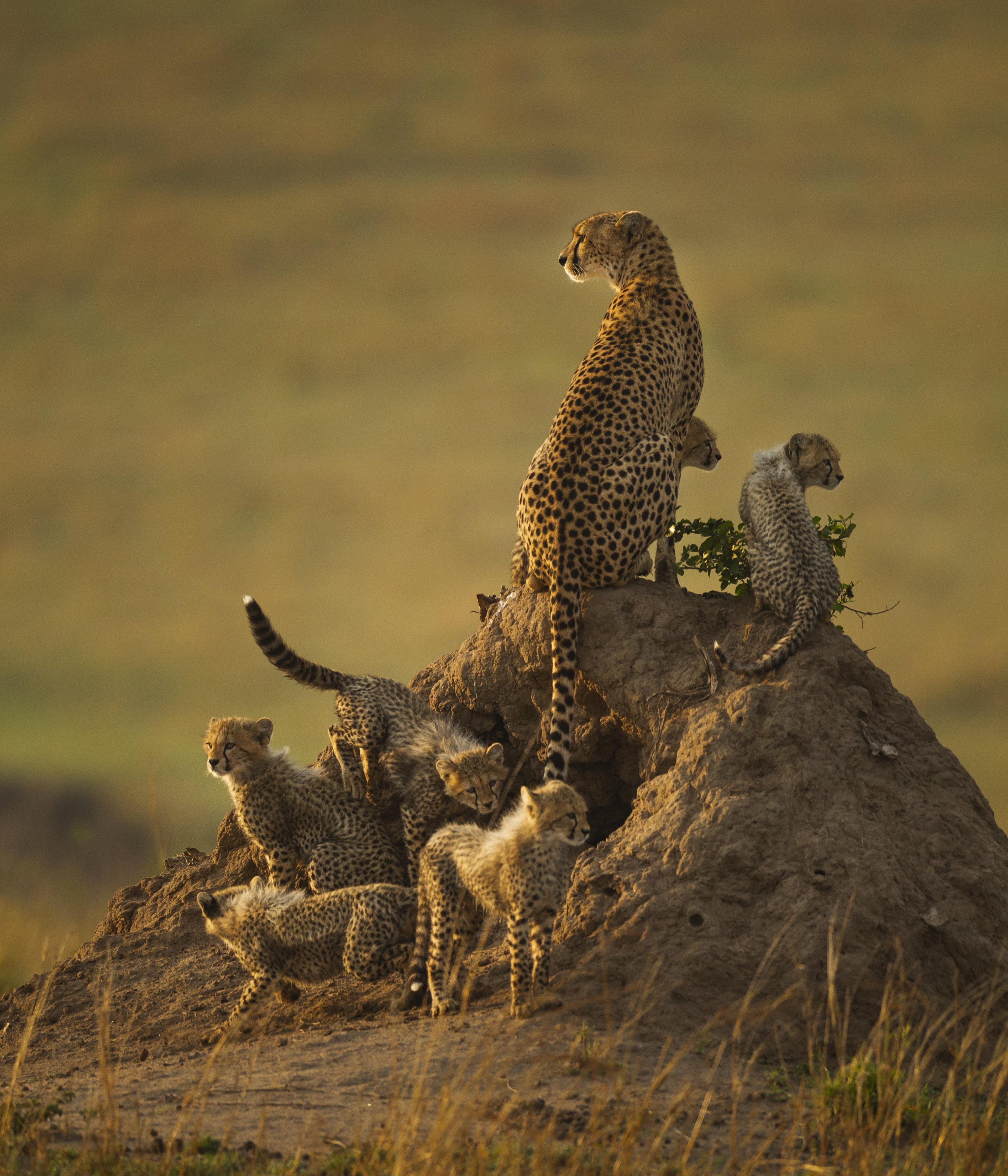 cheetahs-on-rock