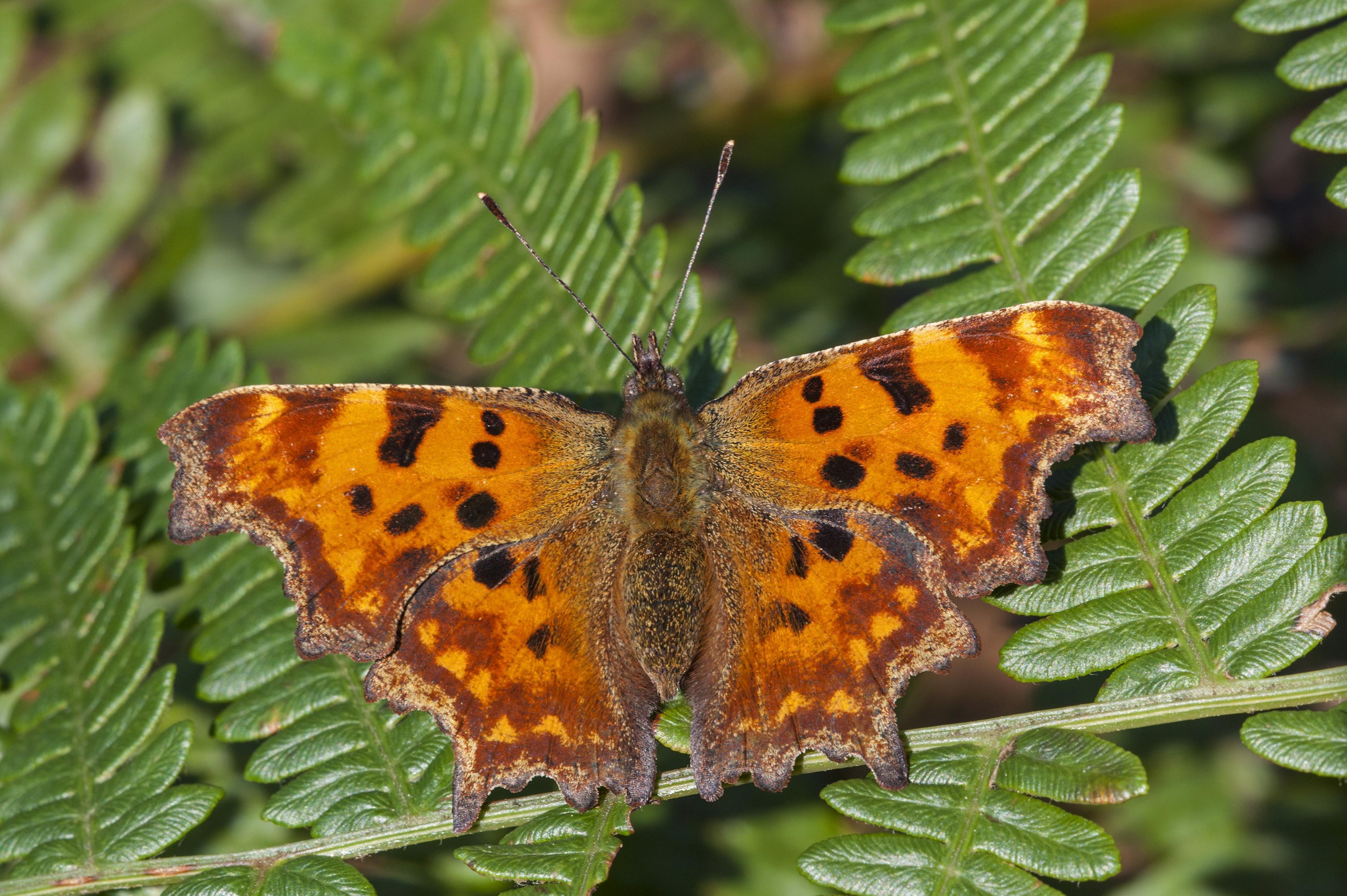 comma-butterfly-on-a-fern