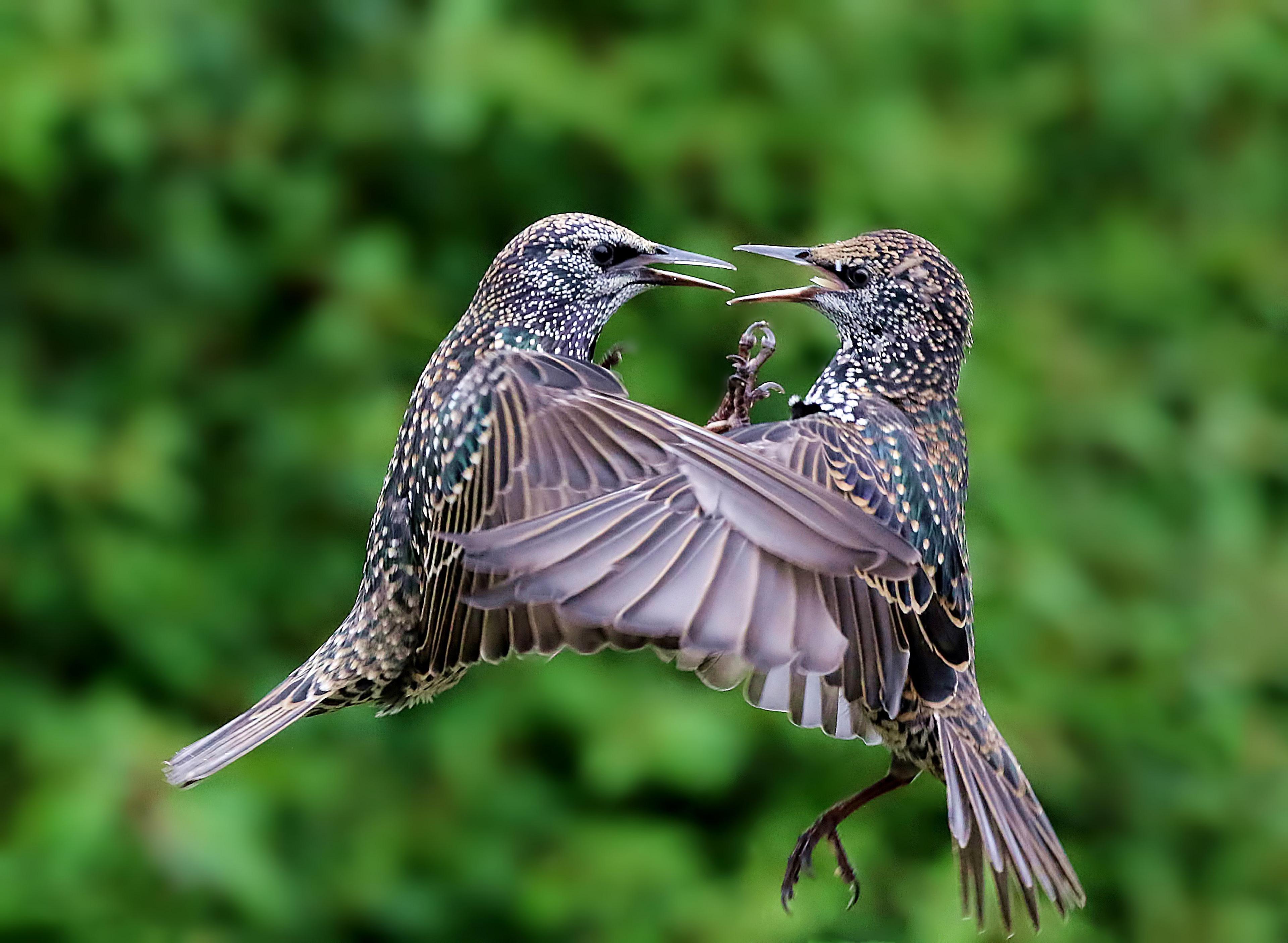 Starlings