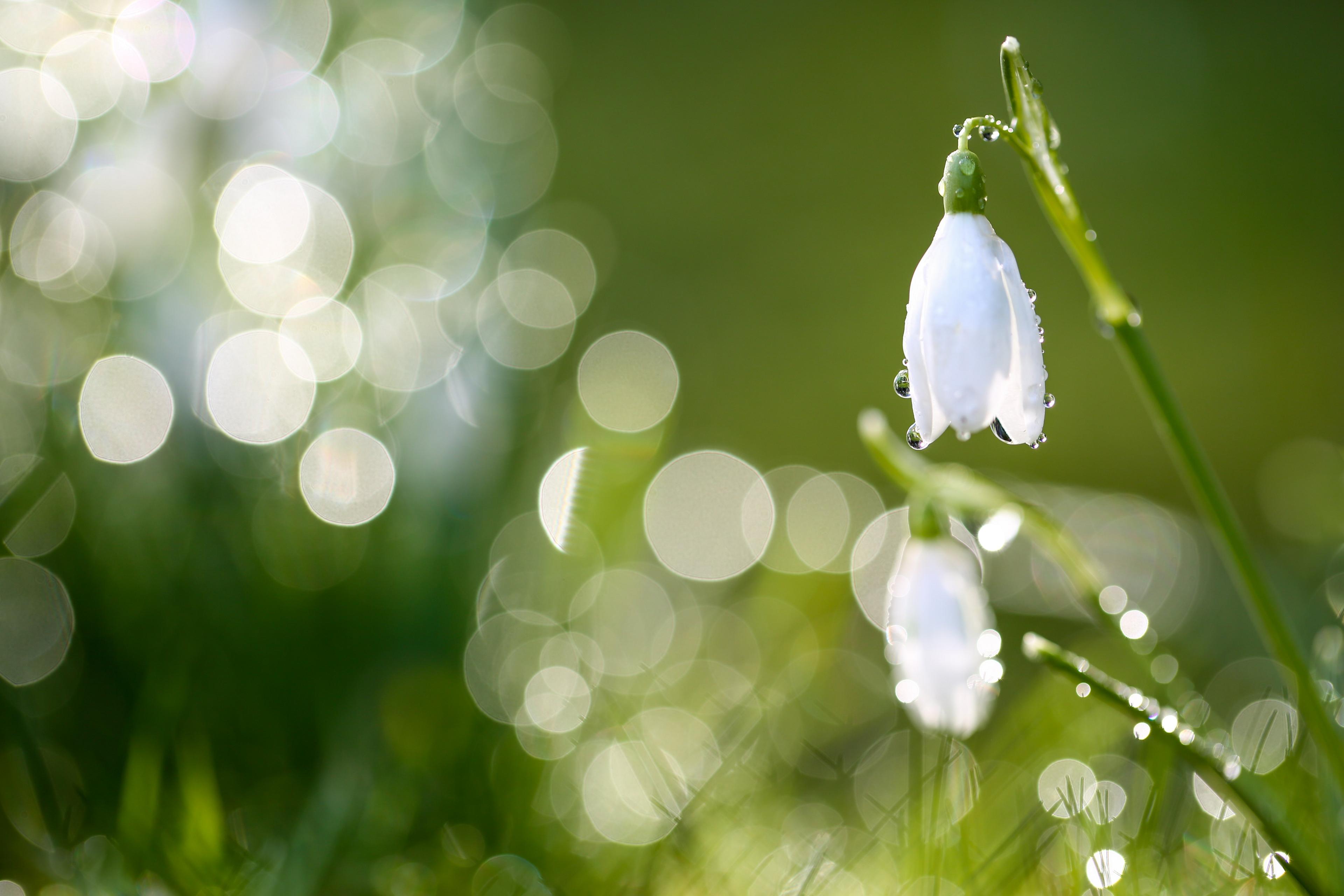 snow-drops