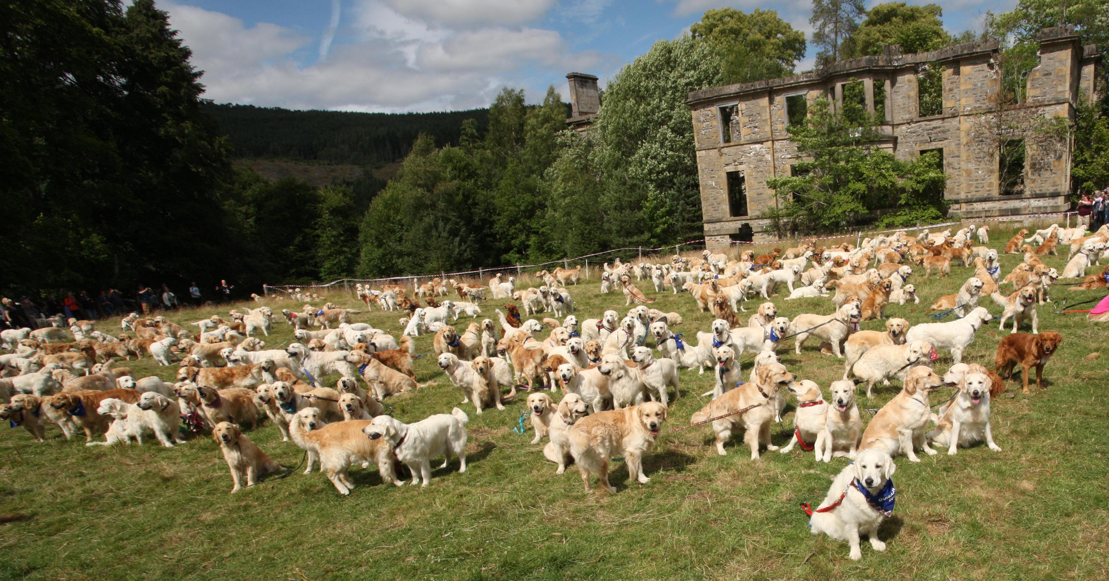 Golden retrievers at Guisachan, near Tomich