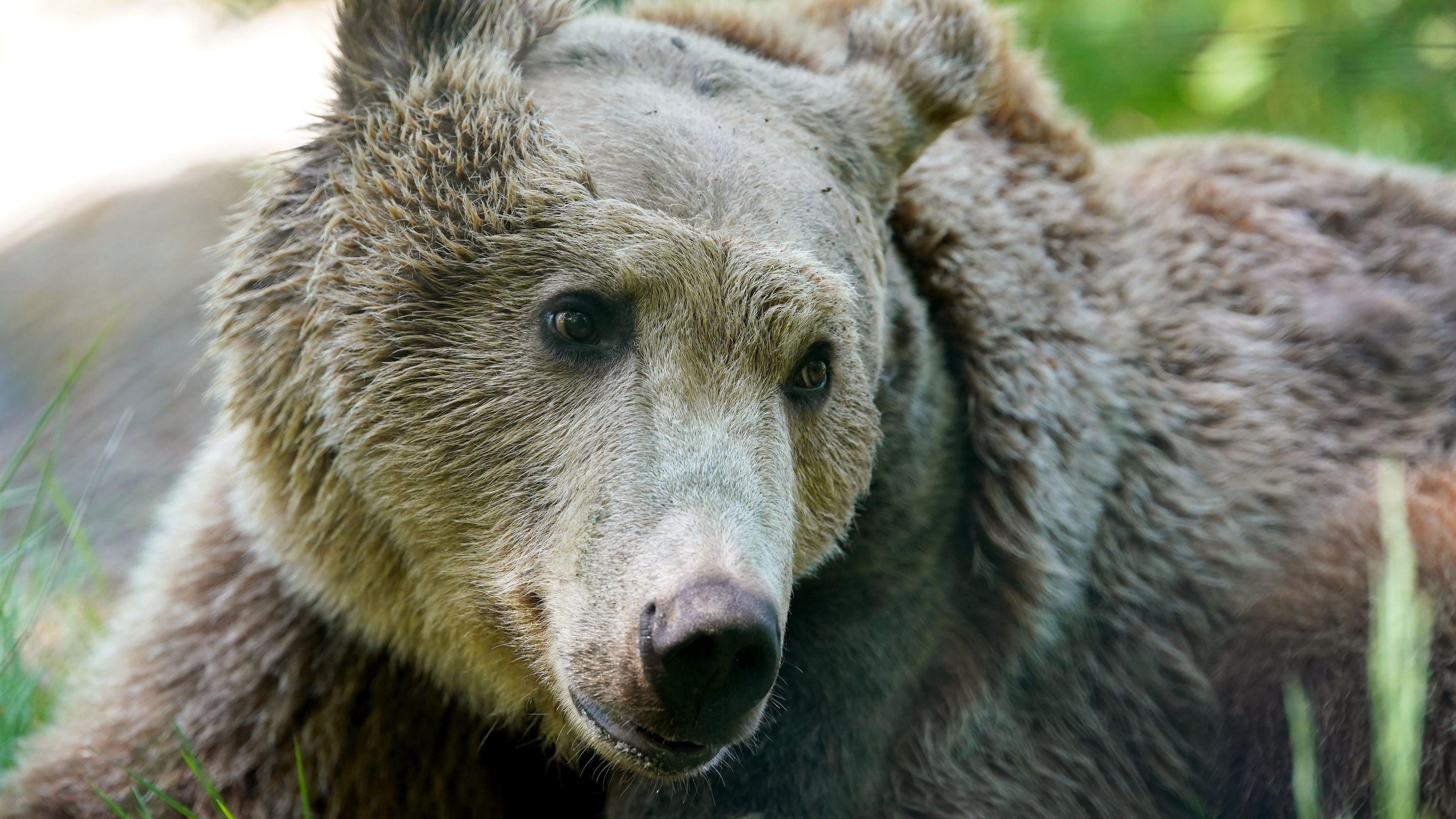 Boki the bear following surgery