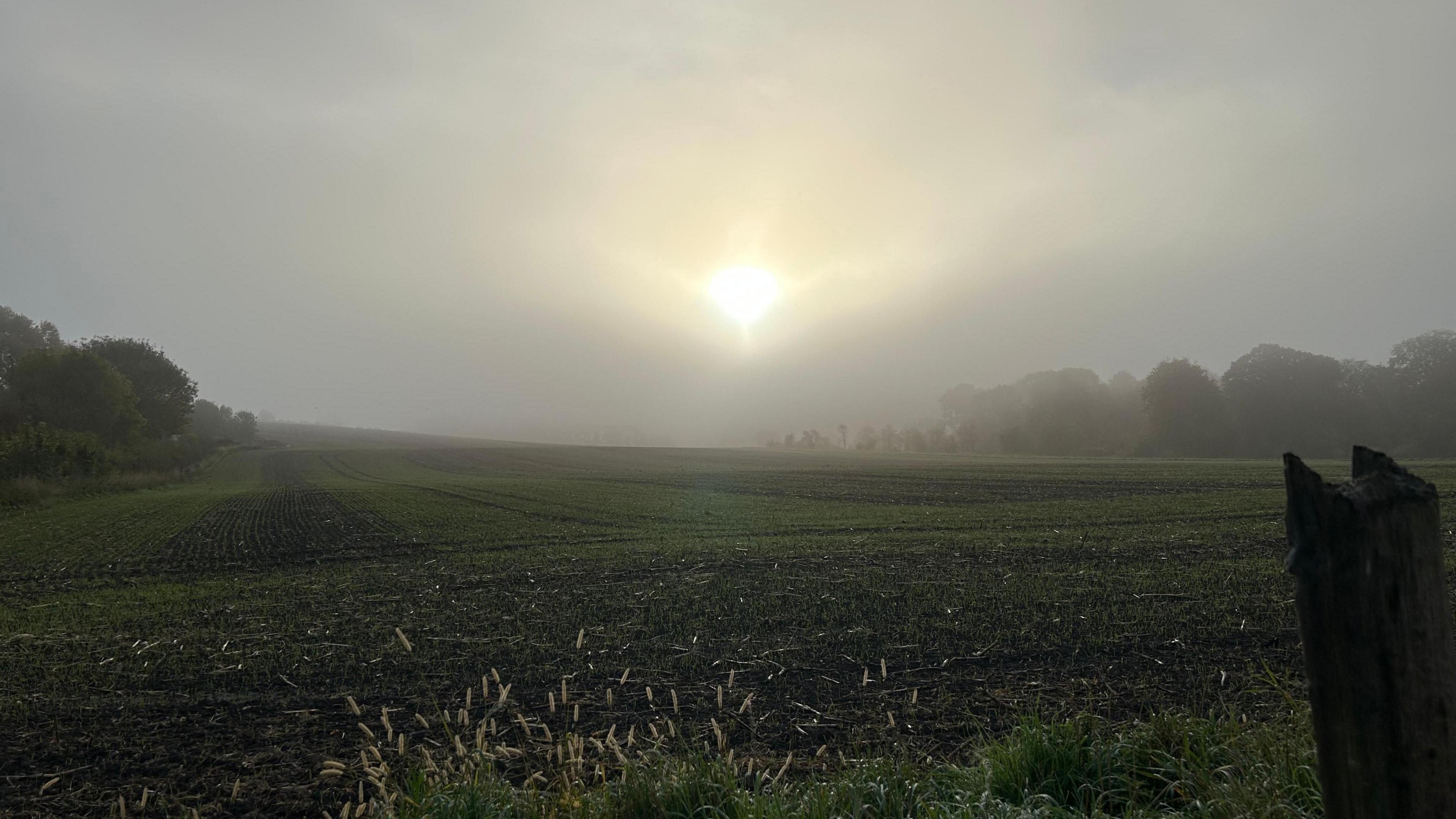 A field with sun peaking out from behind thick cloud. Silhouettes of trees are in the background.