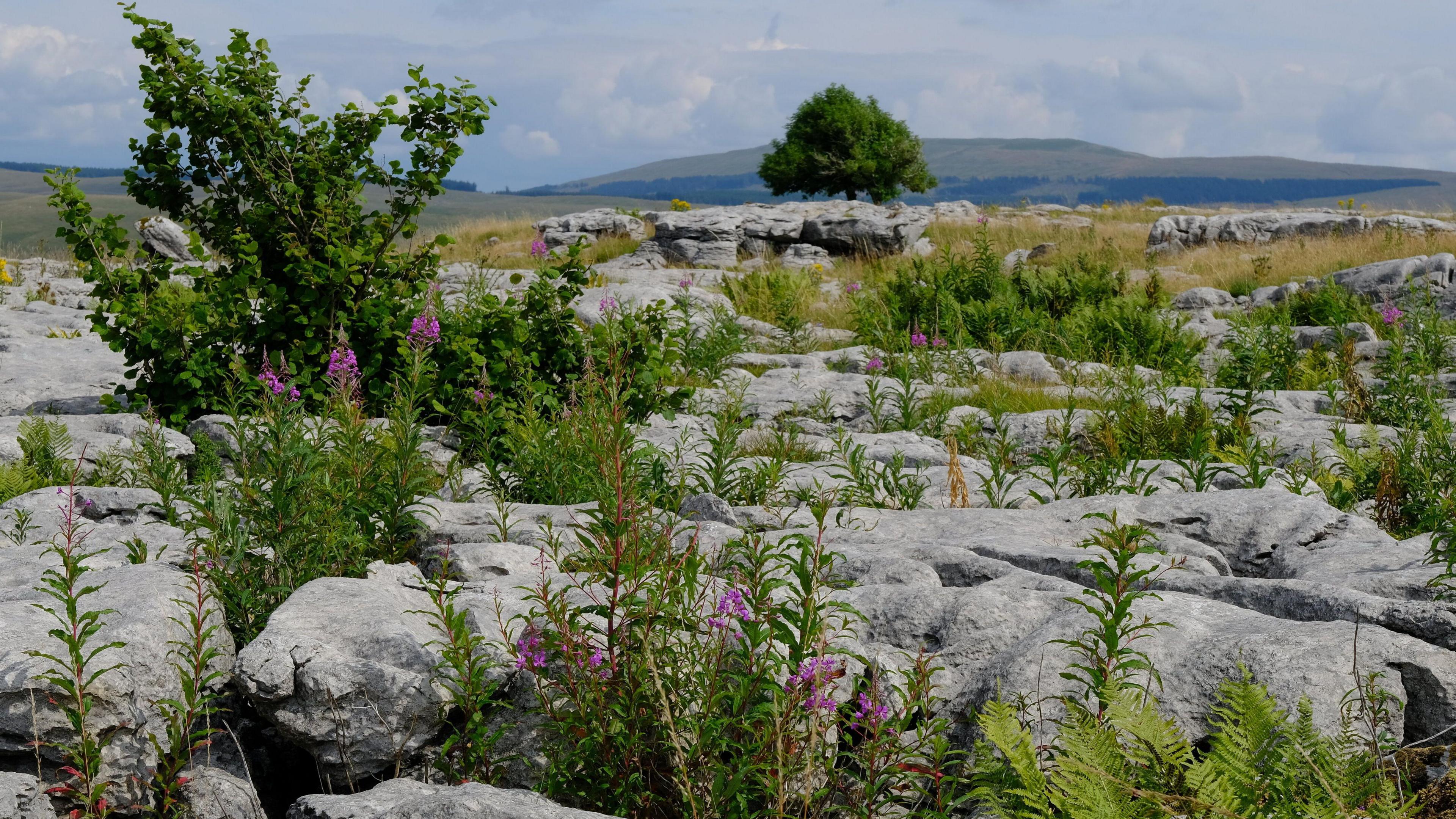 An image of limestone pavements in the Yorkshire Dales - large flat lumps of stone with a range of plant life growing around them