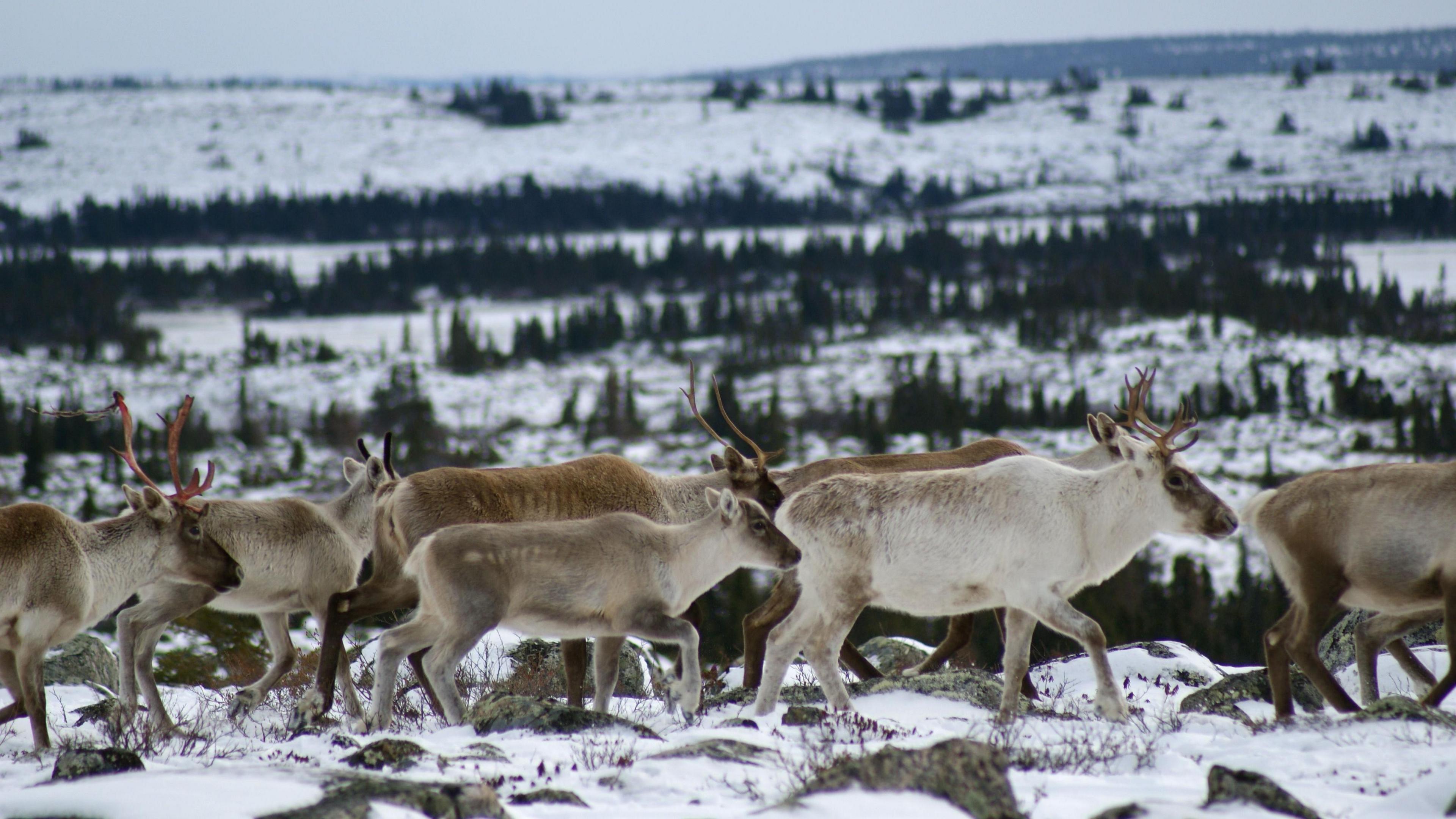 Caribou