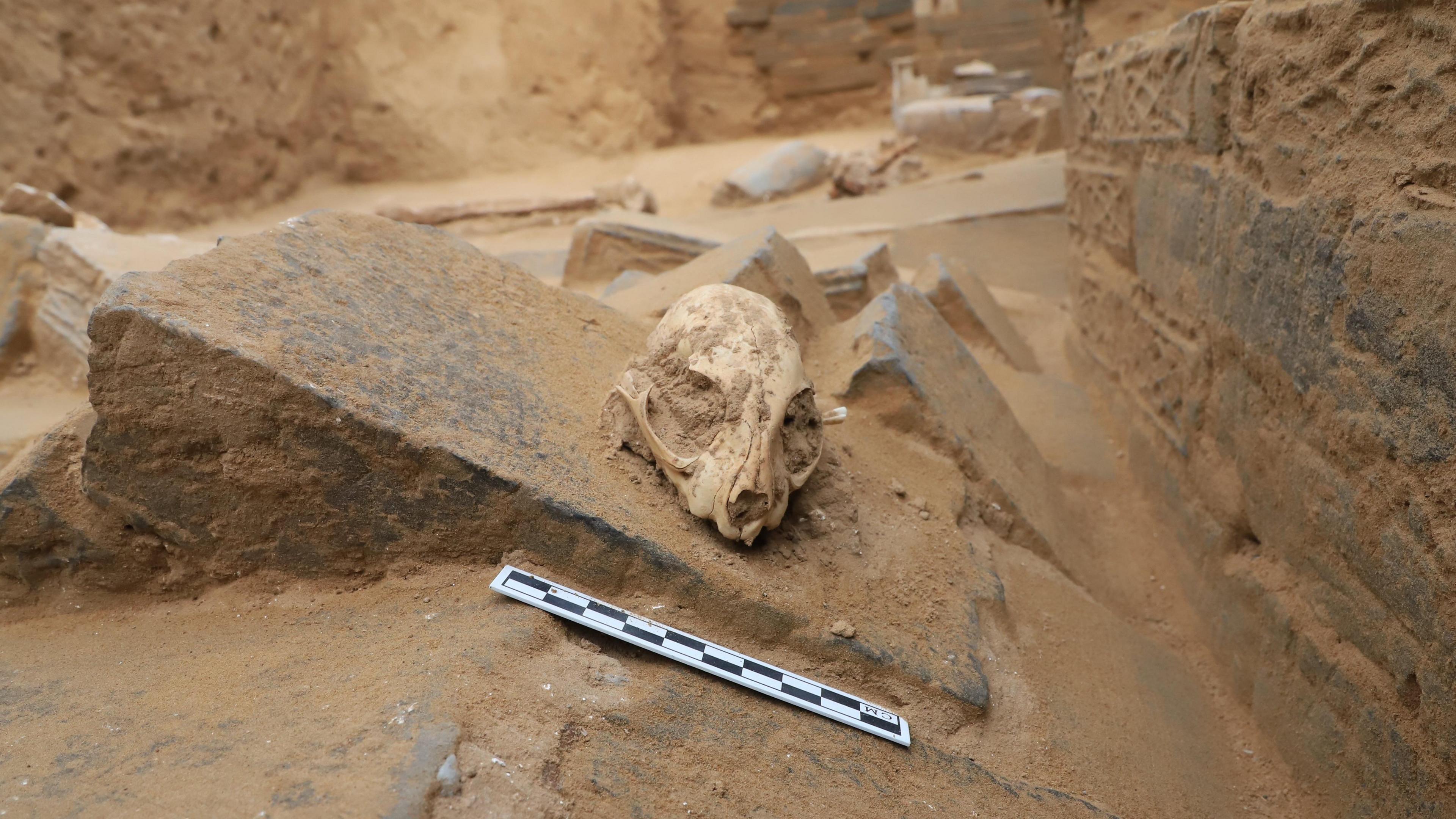 The skull of a leopard cat sits on a block of stone surrounded by sand. A ruler is placed in front of the skull so show its size.