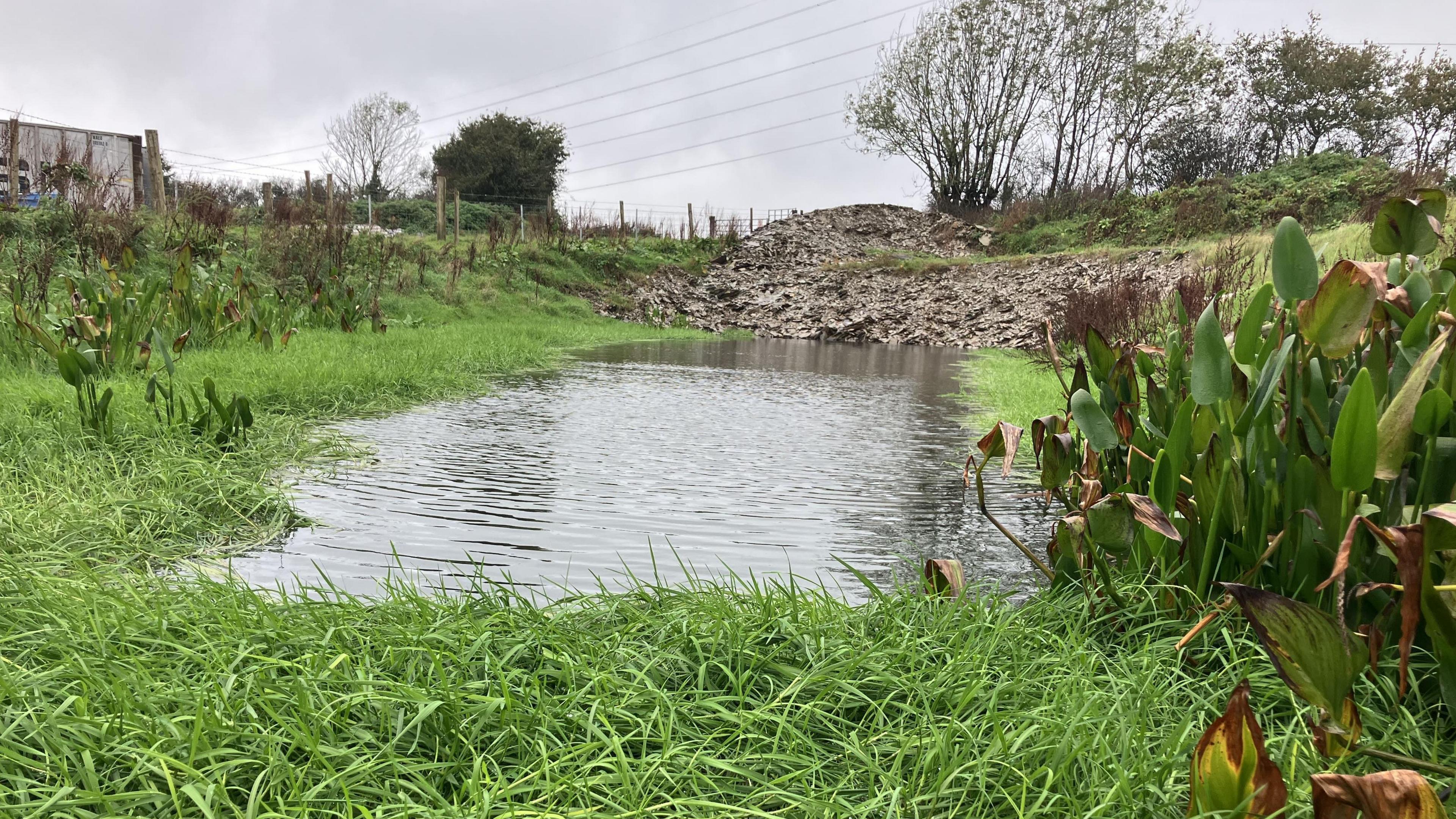 An image of a pond on a farm. There is green grass in the foreground, a small pond with plants around the edges. You can see farm fences, gates and electricity pylons on the background