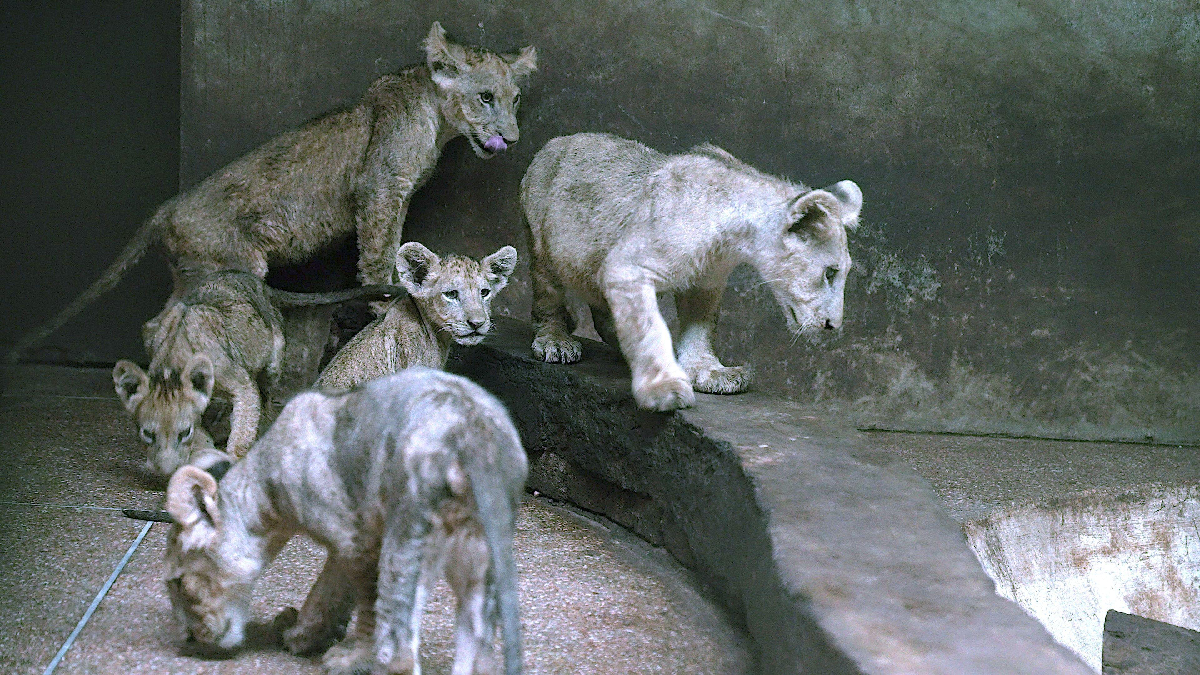 Five emaciated lion cubs sit in a bare enclosure
