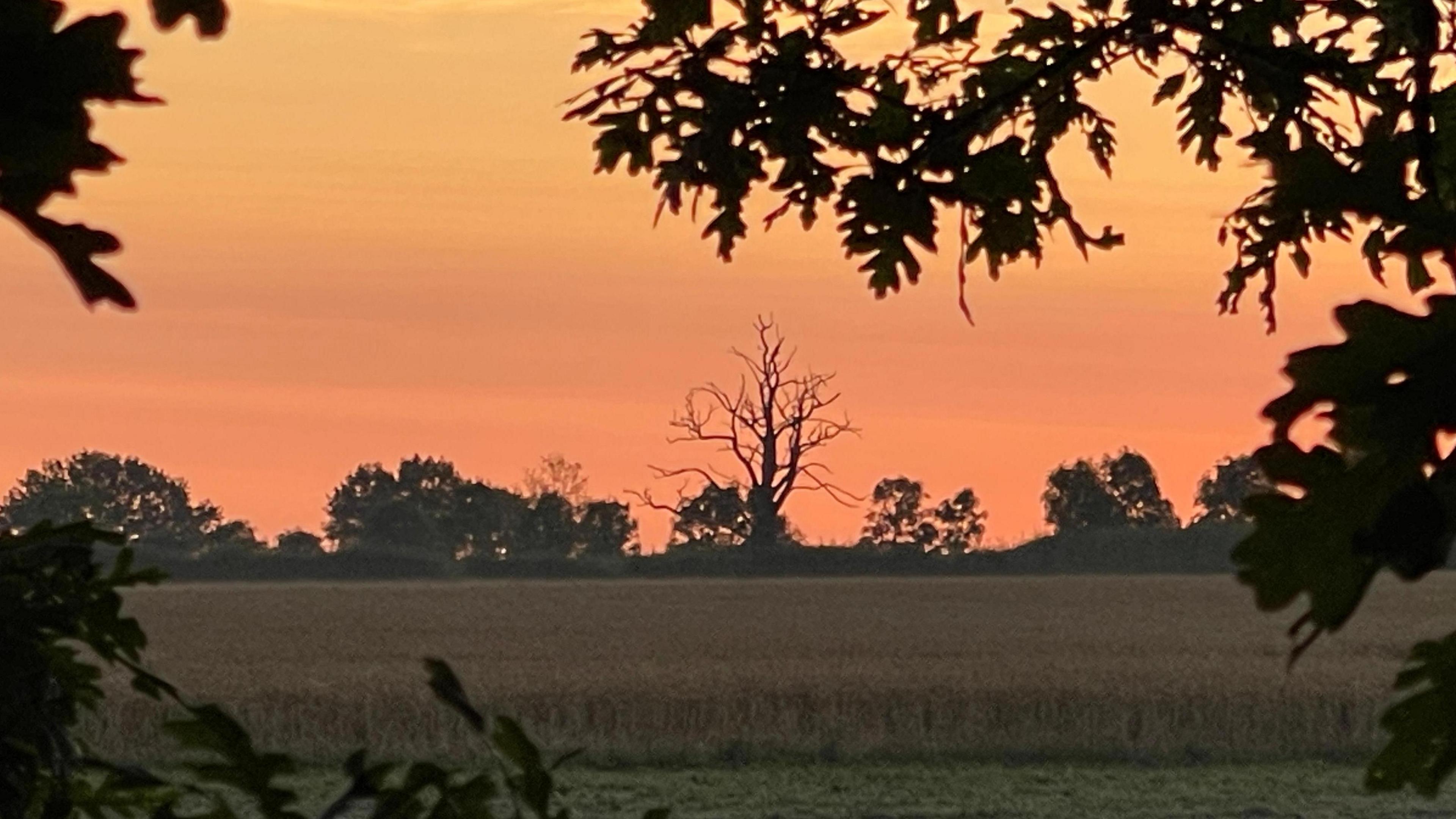 MONDAY - An orange sky dominates this sunrise landscape with silhouettes of trees on the horizon and oak tree leaves framing the foreground and a wheat field in between the two