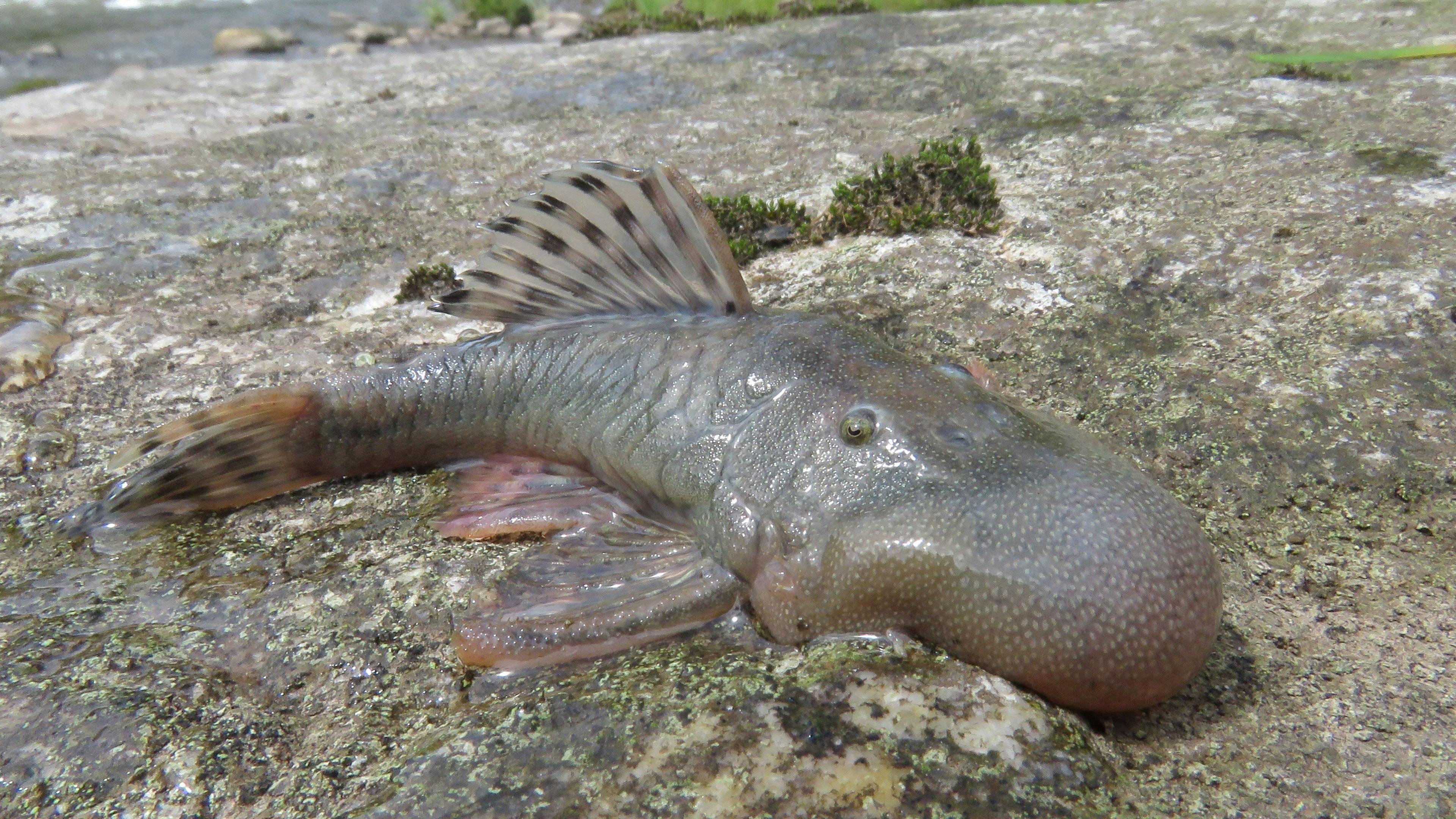 A large fish with a very large head flopped on the ground