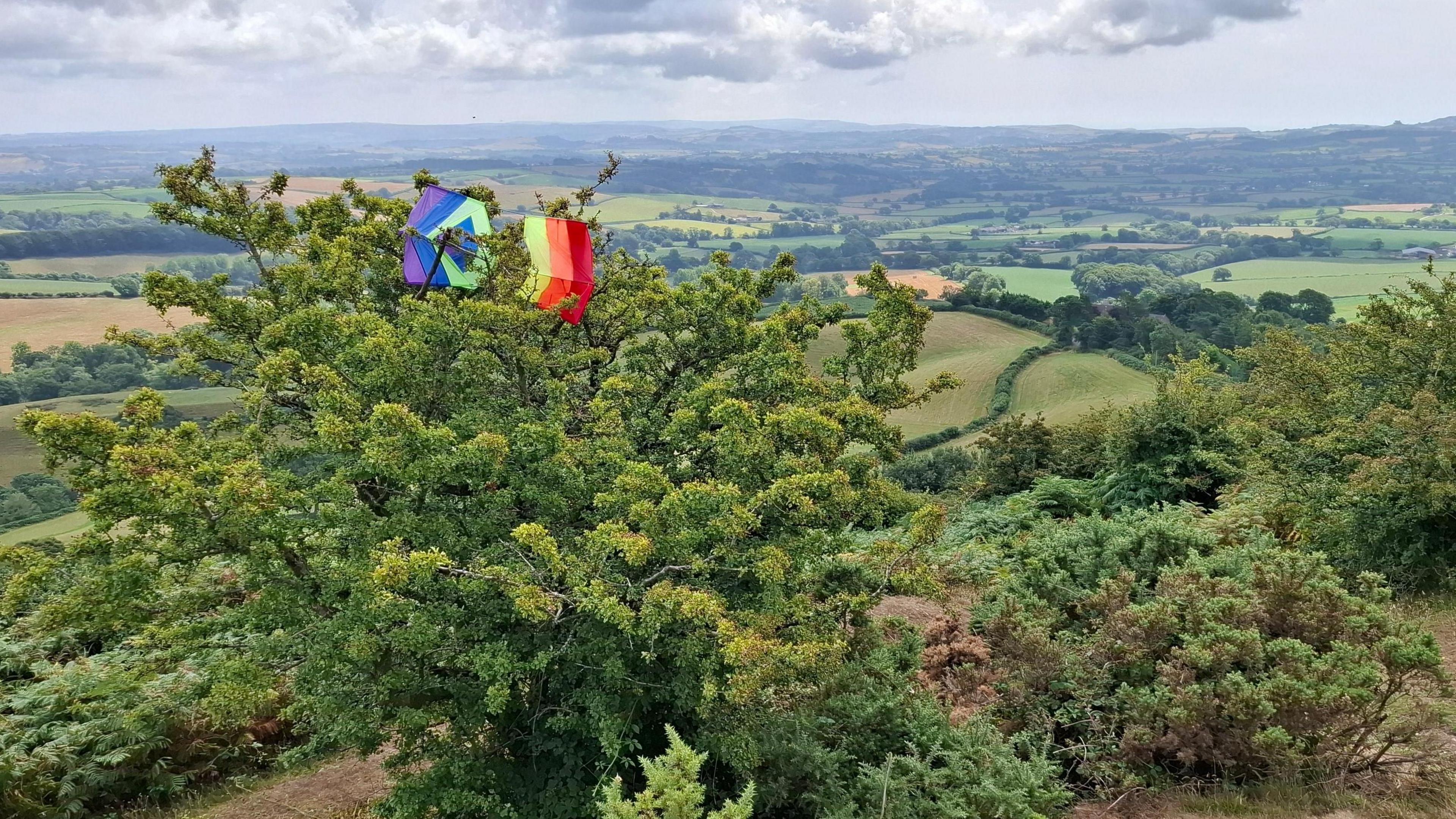 A landscape view of a tree with rolling fields and hills behind it. Caught in the top of the tree is a multi-coloured box kite