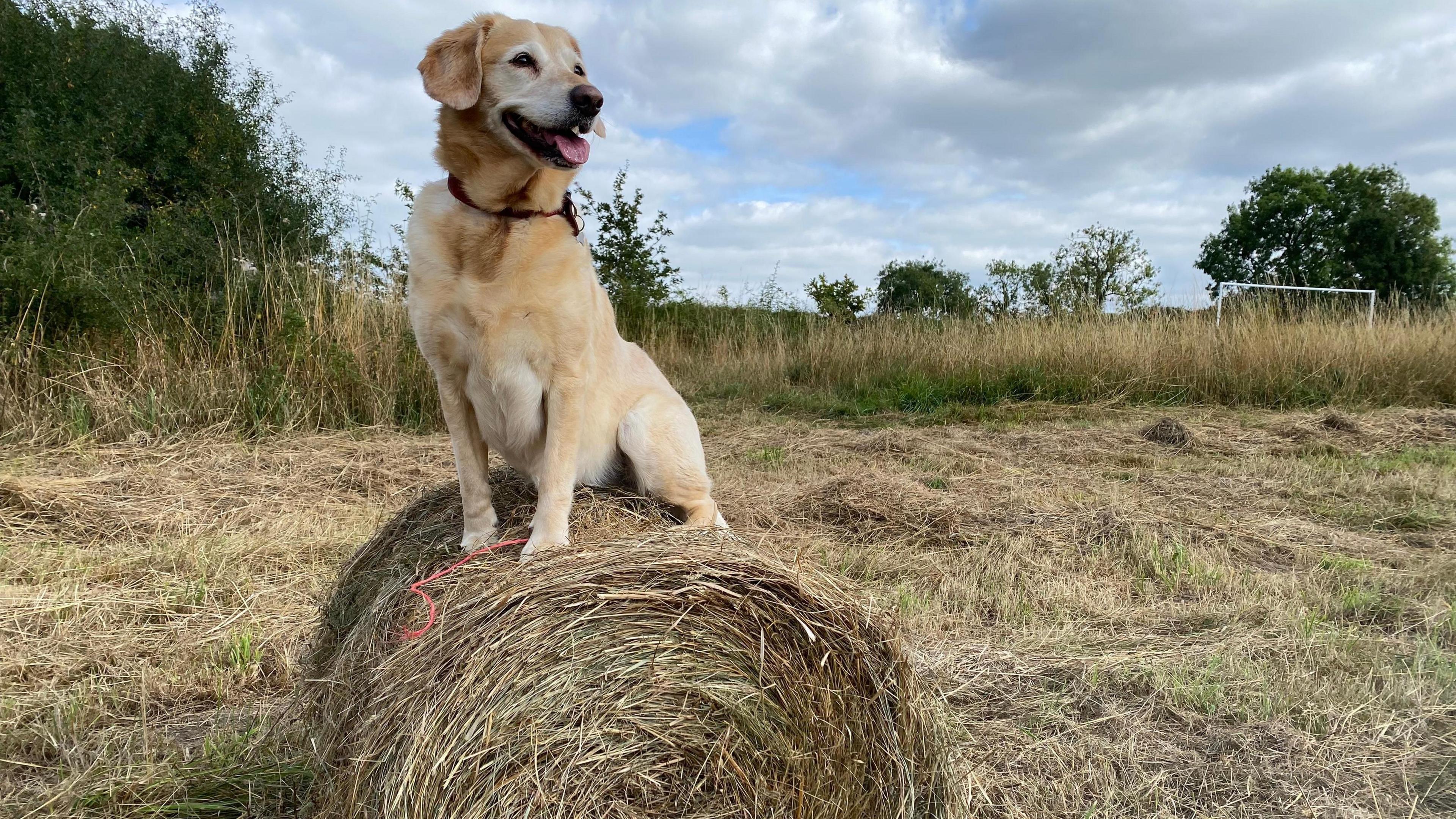 A labrador-type dog sitting on a hay bale in a field that had been harvested. 