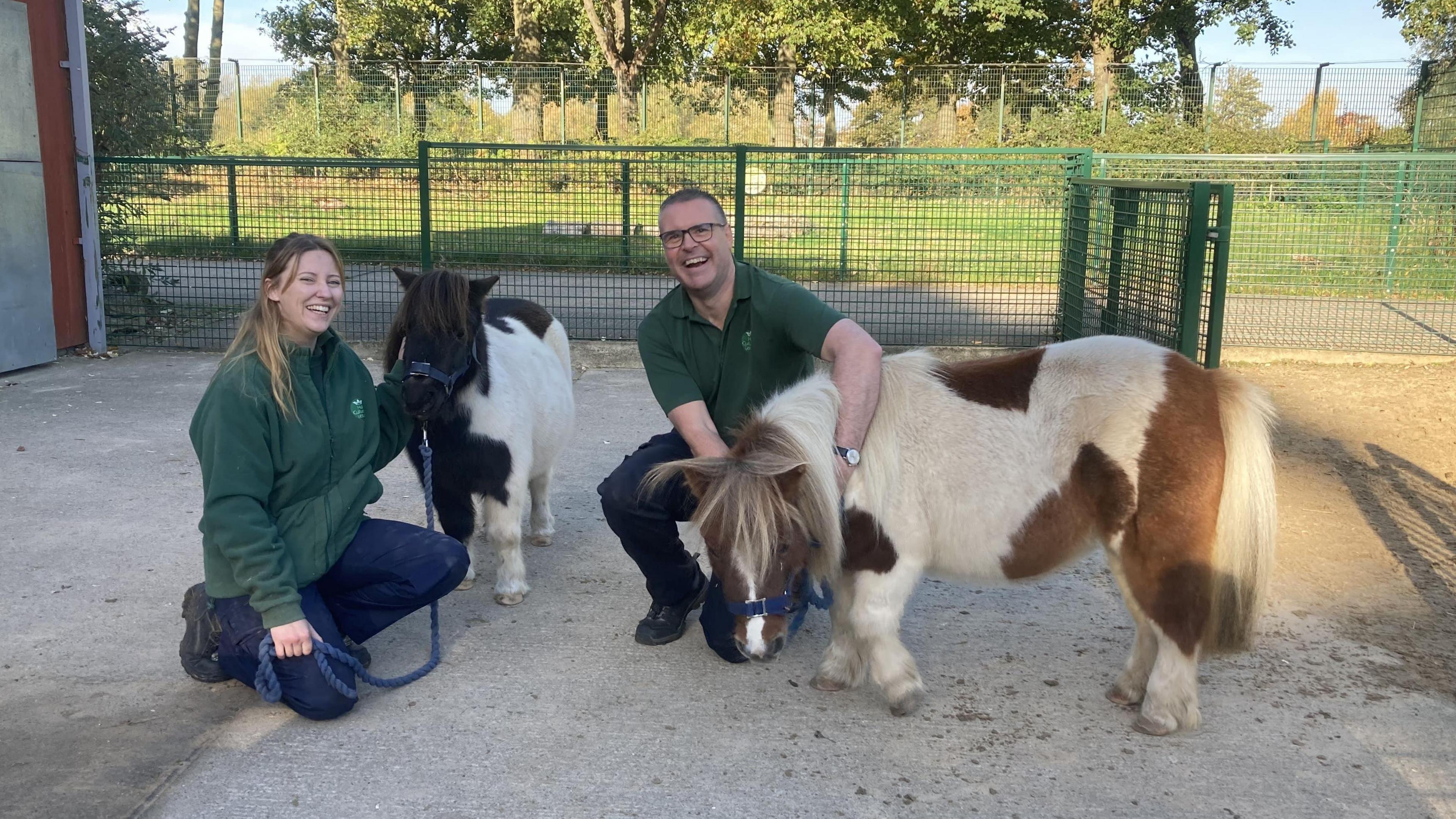 A man and a woman dressed in green zoo uniforms kneel down with the two Shetland ponies, one of which is black and white and one of which is brown and white.